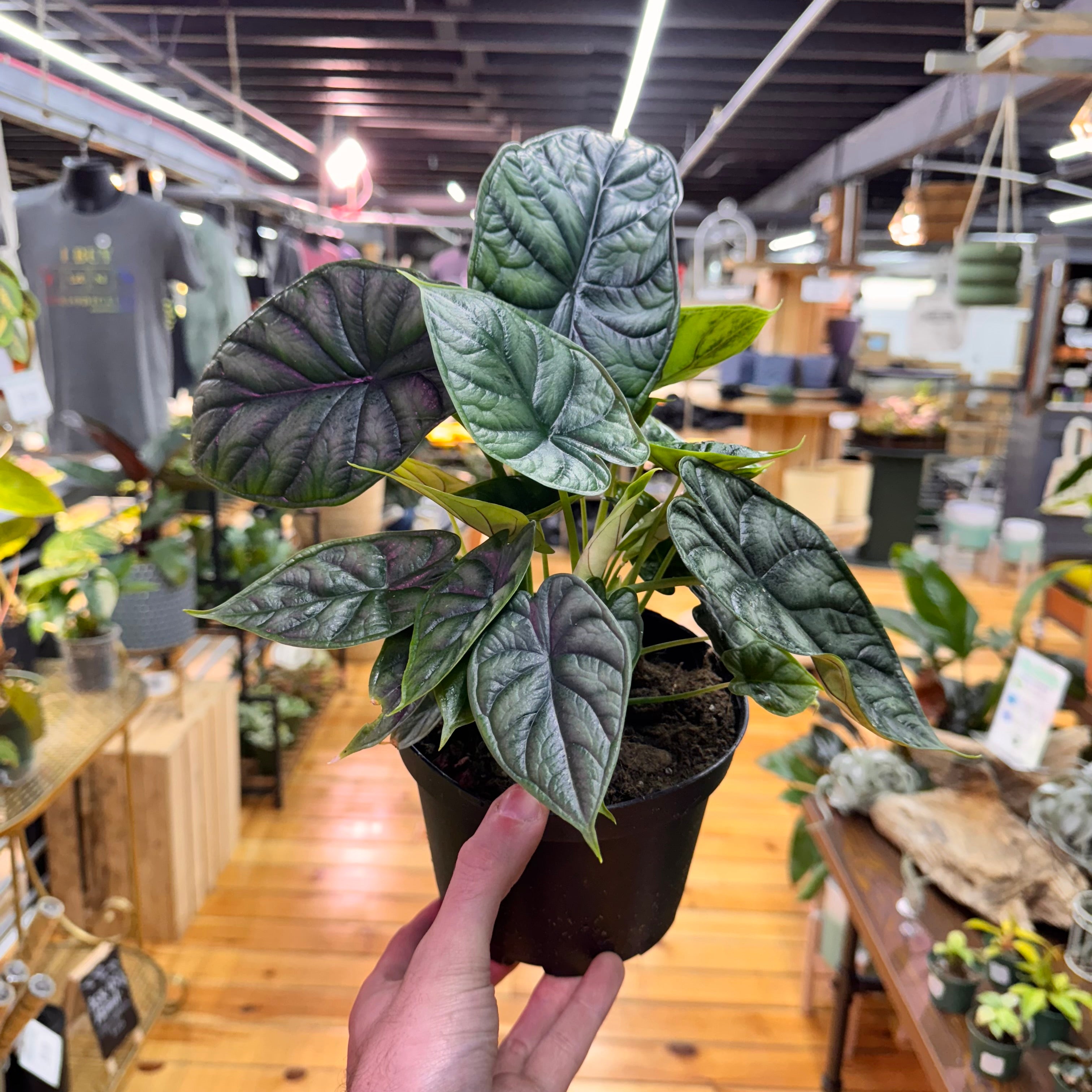 Alocasia Dragon Scale