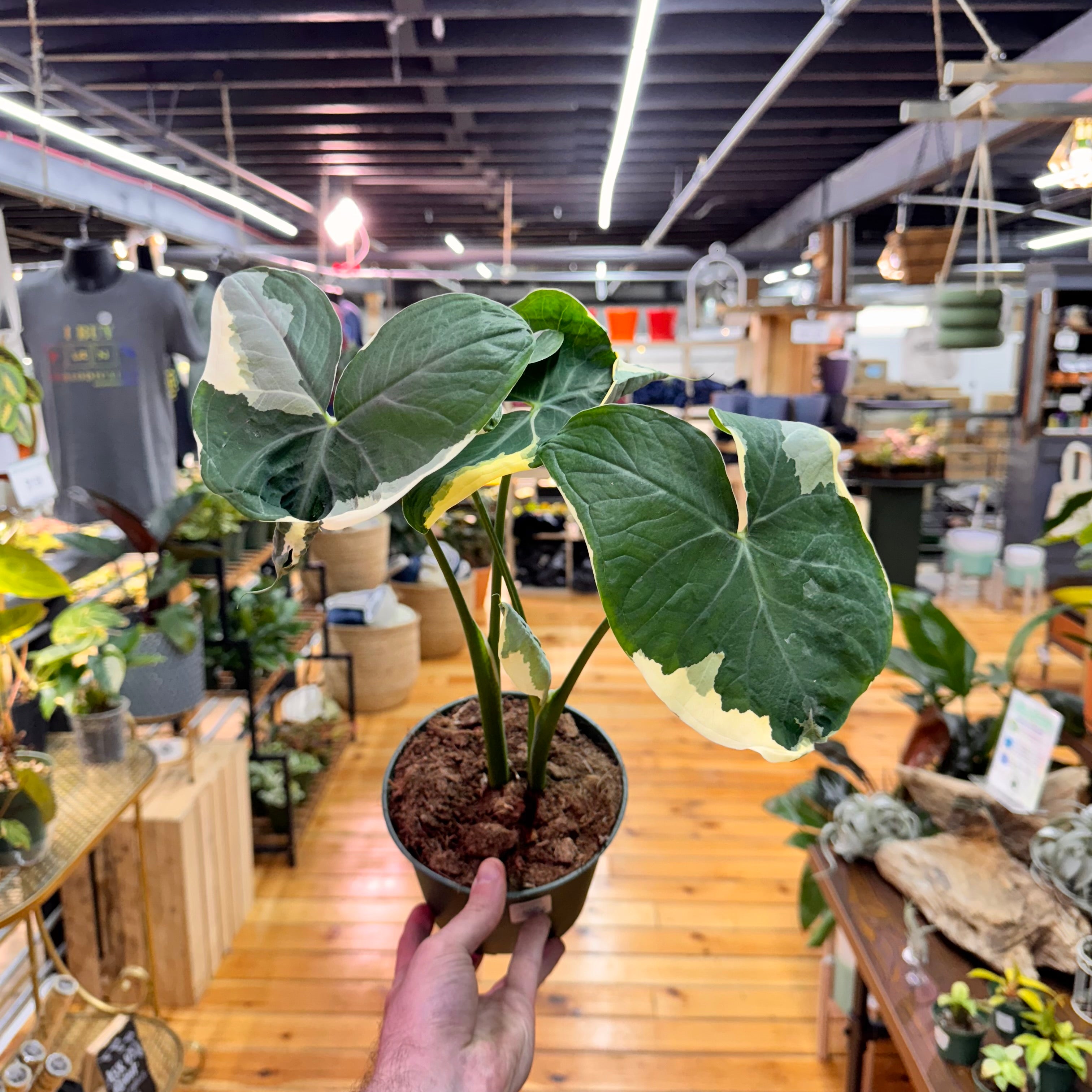 Alocasia Mickey Mouse
