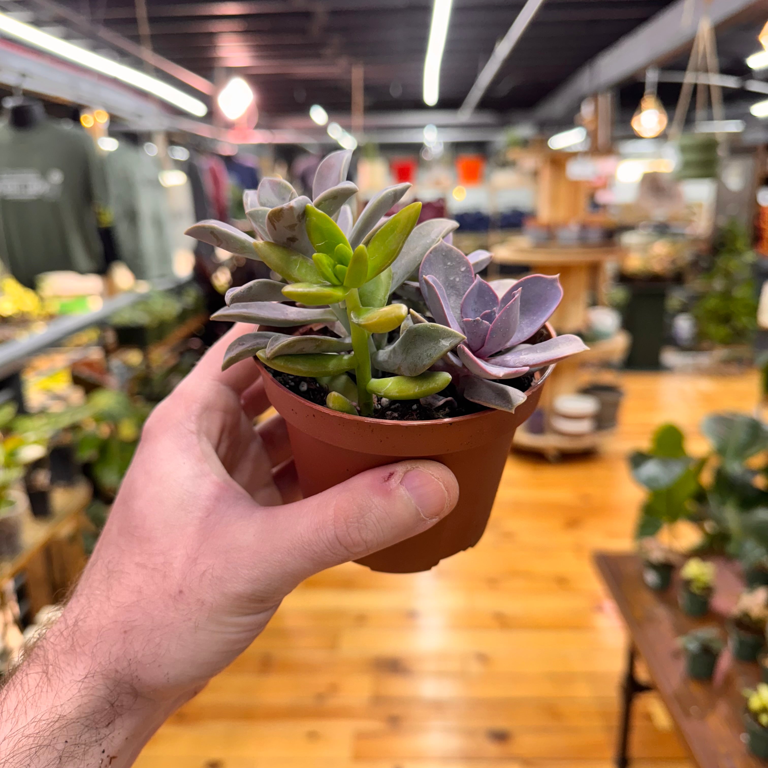 Succulent Combo