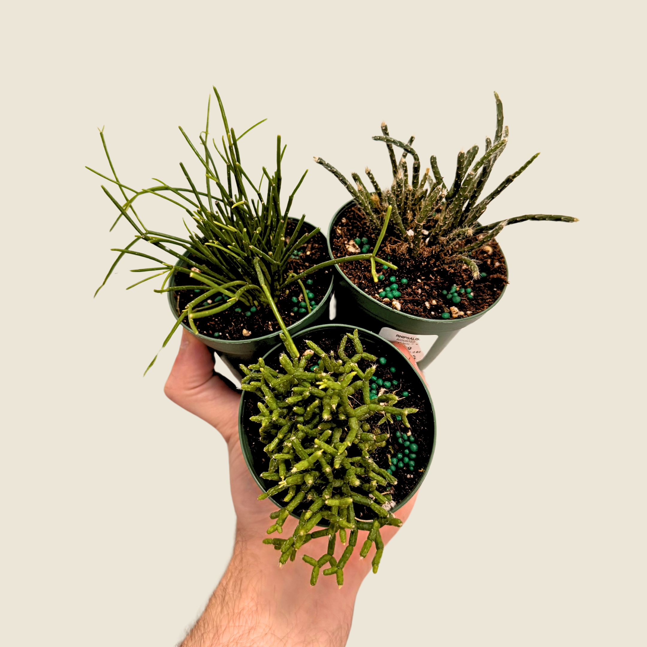 Rhipsalis Assorted
