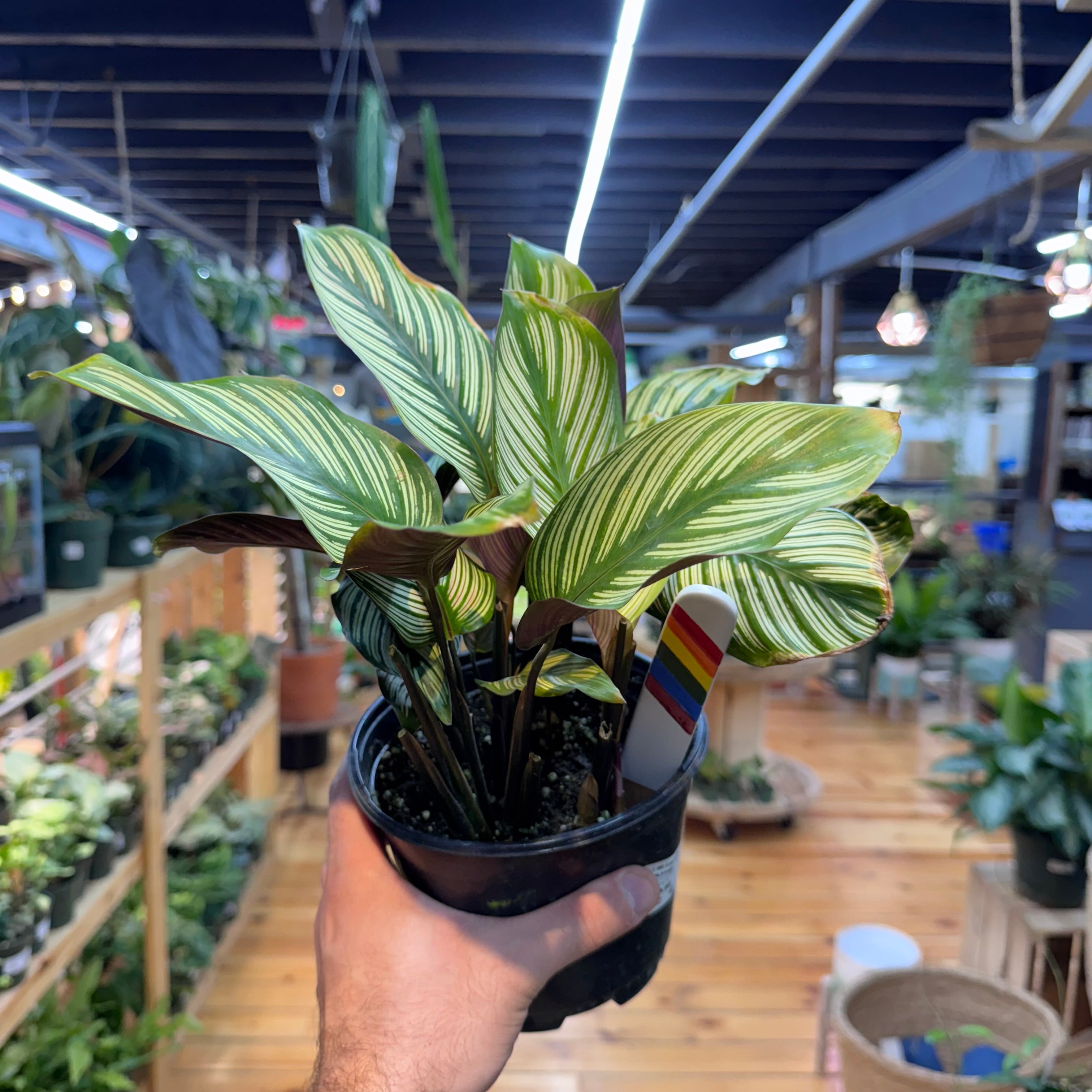 Calathea White Star