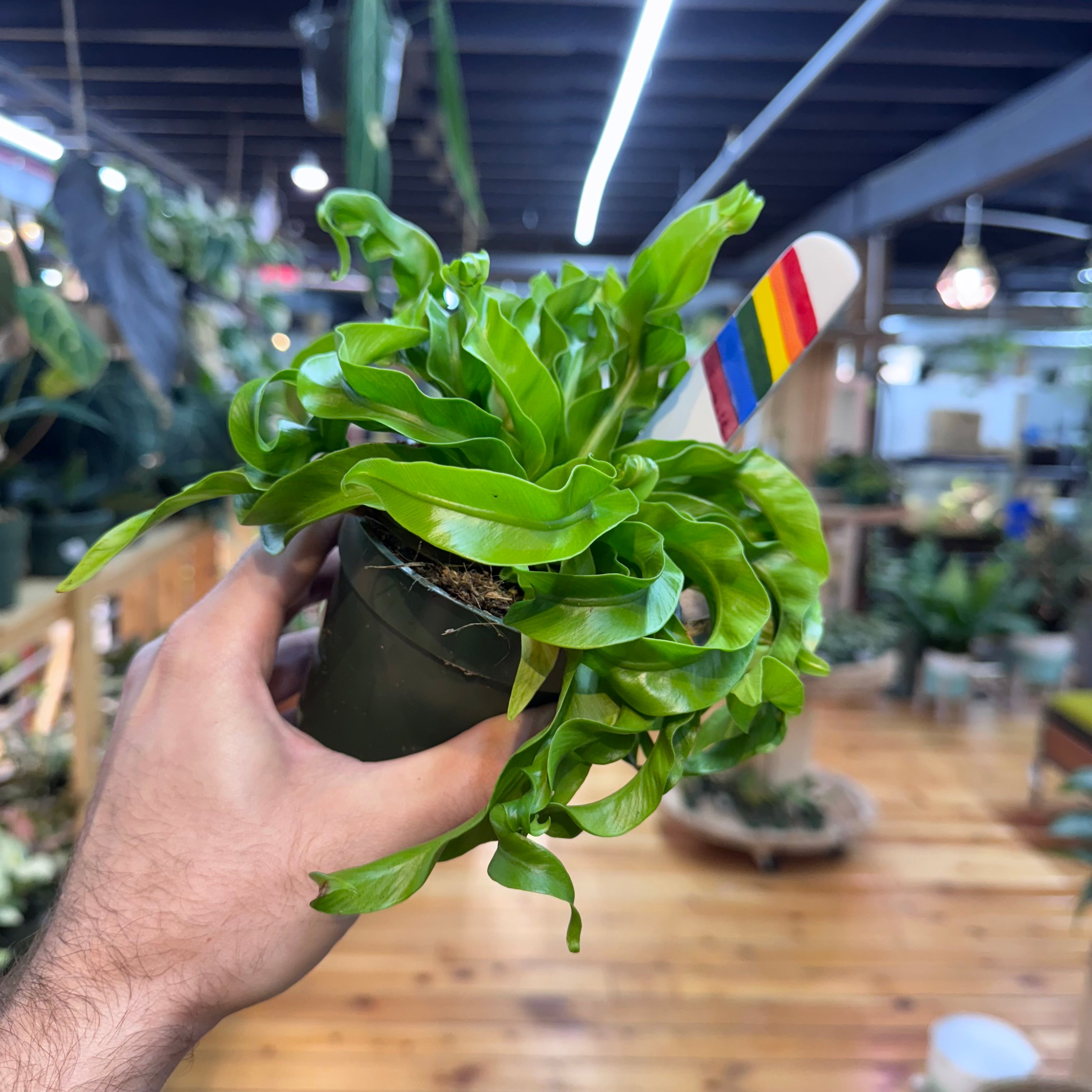 Fern Hurricane