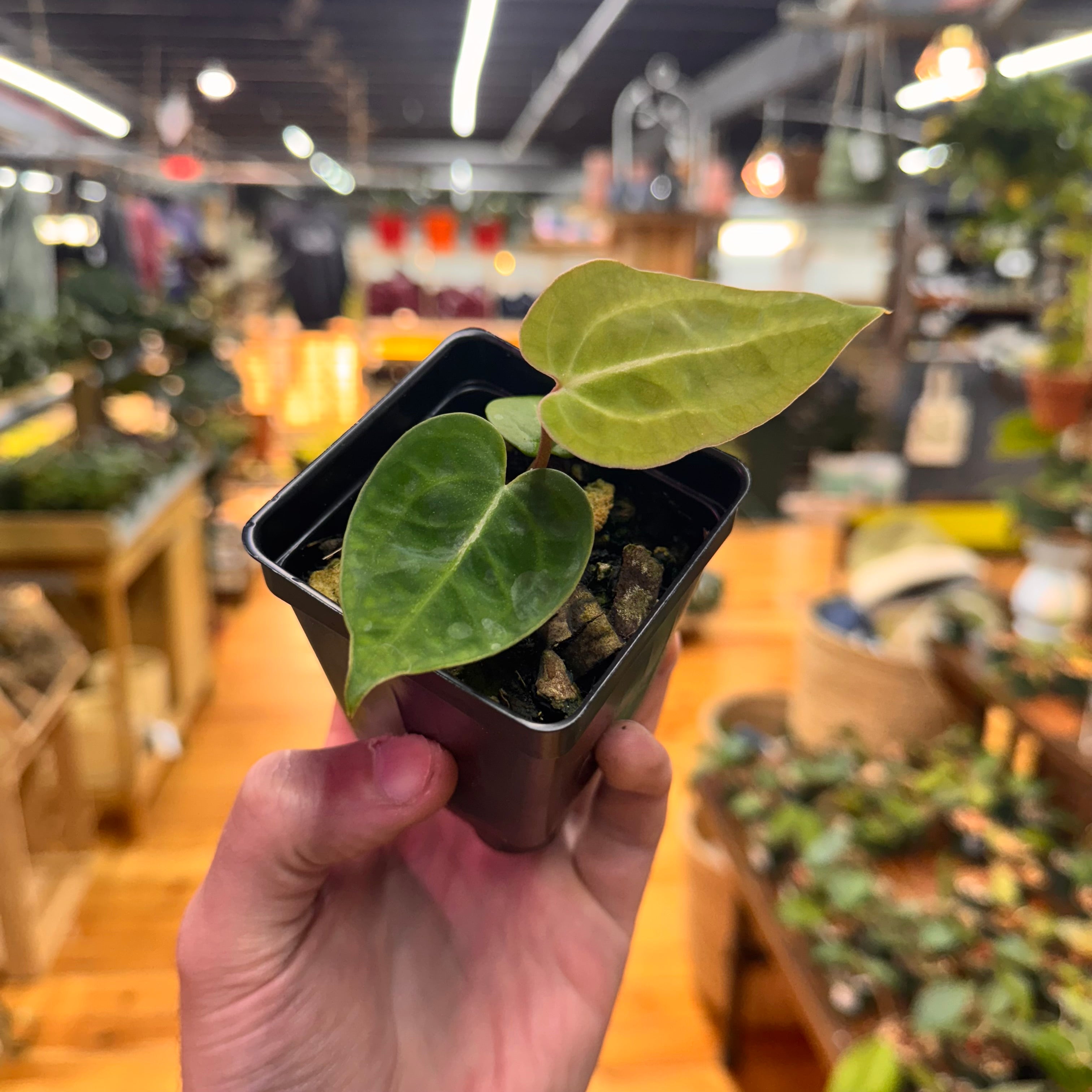 Anthurium (Crystal x AoS DF) x (Brielle x Zara)
