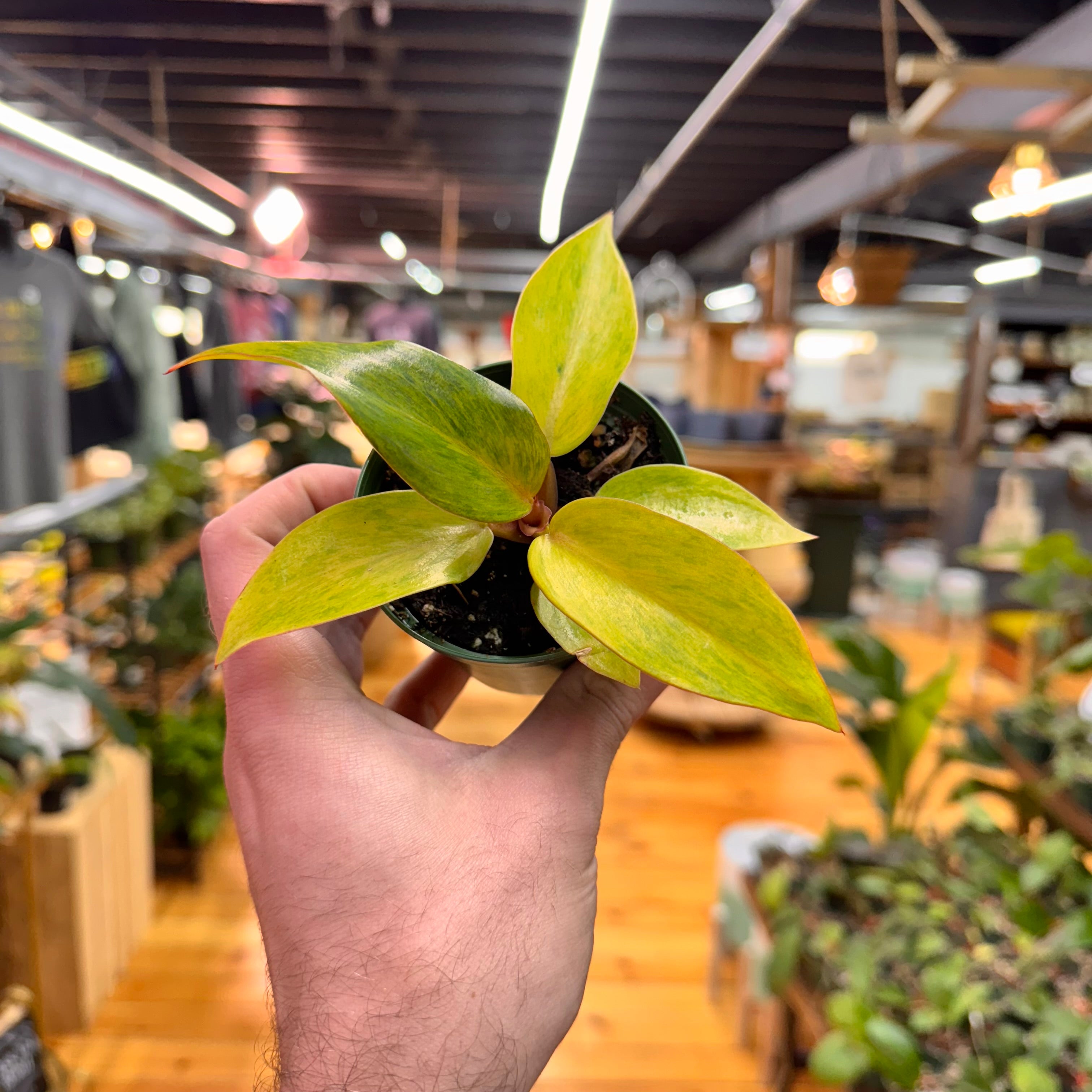 Philodendron Orange Marmalade