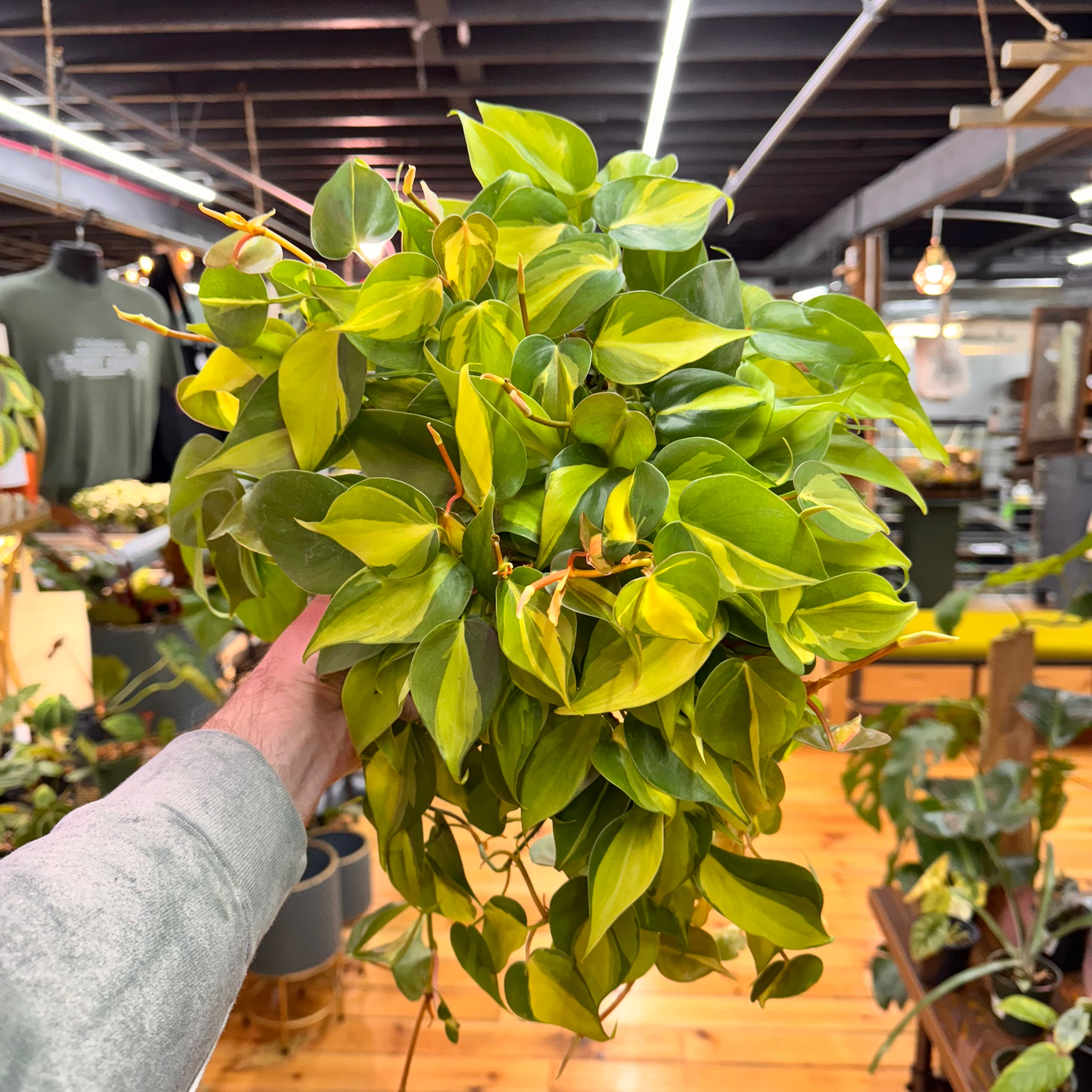 Philodendron Brasil
