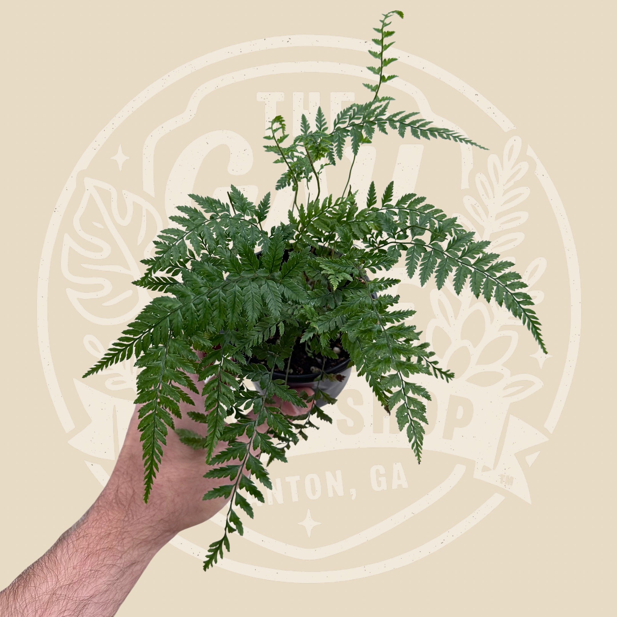 Fern Rabbit’s Foot