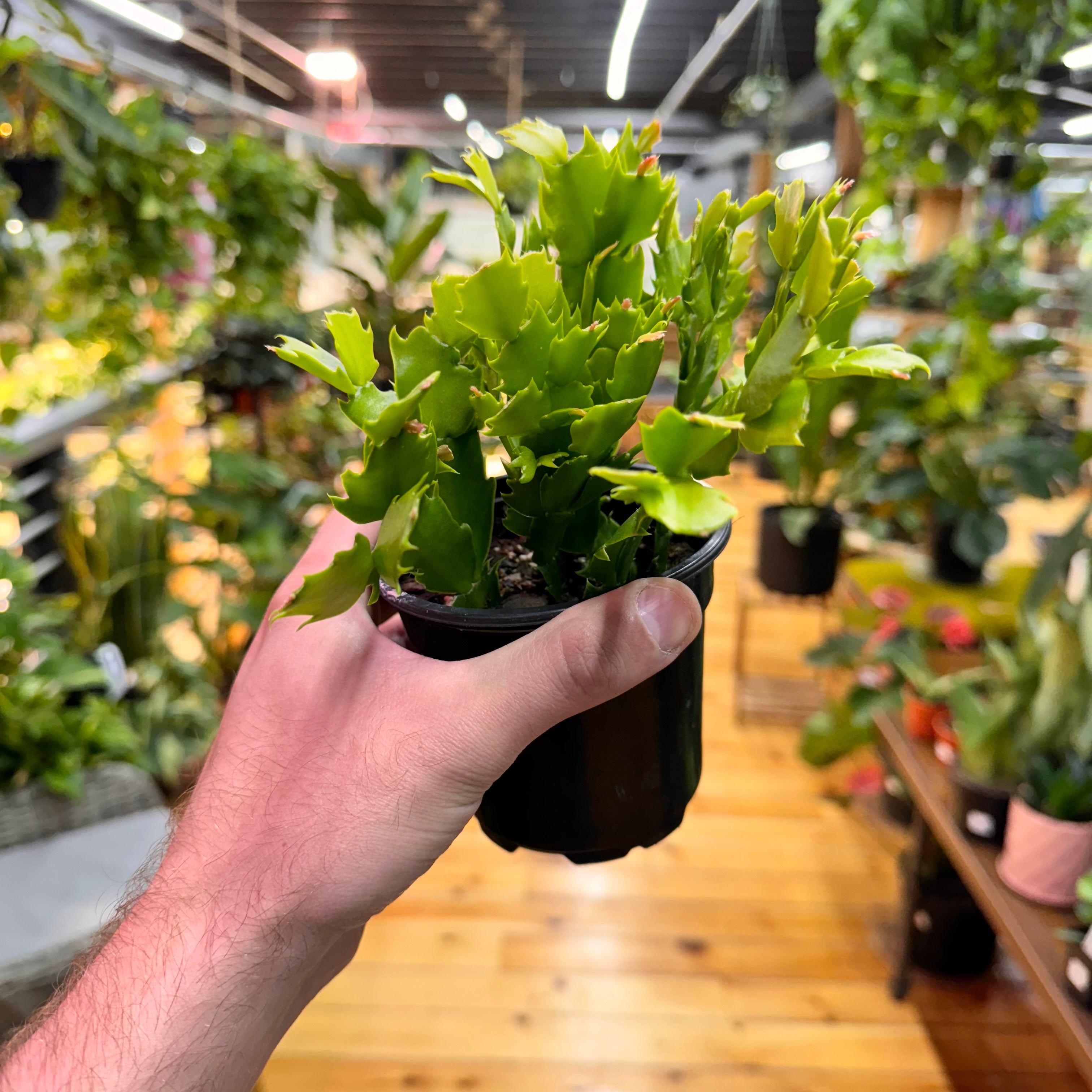 Schlumbergera Holiday Cactus
