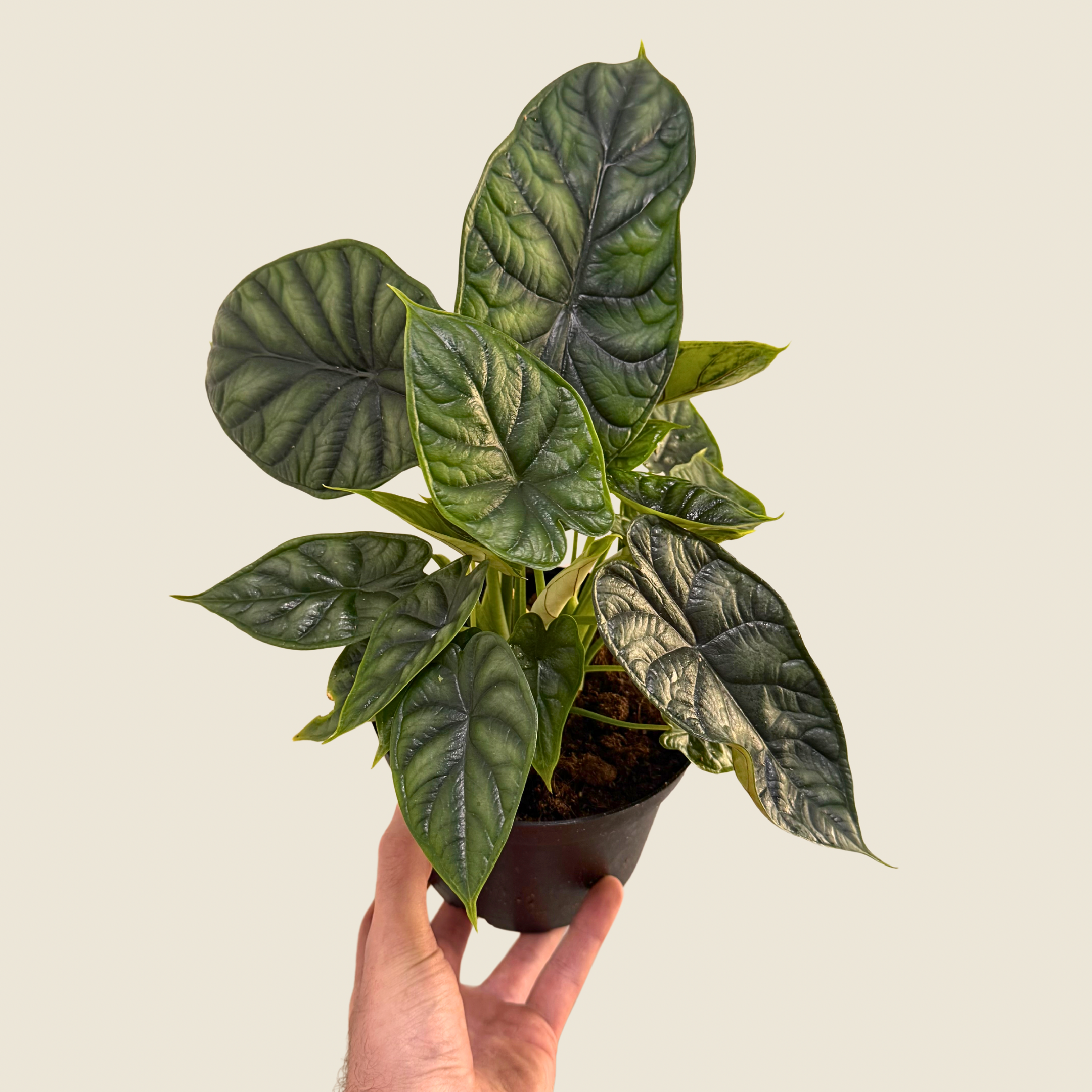 Alocasia Dragon Scale