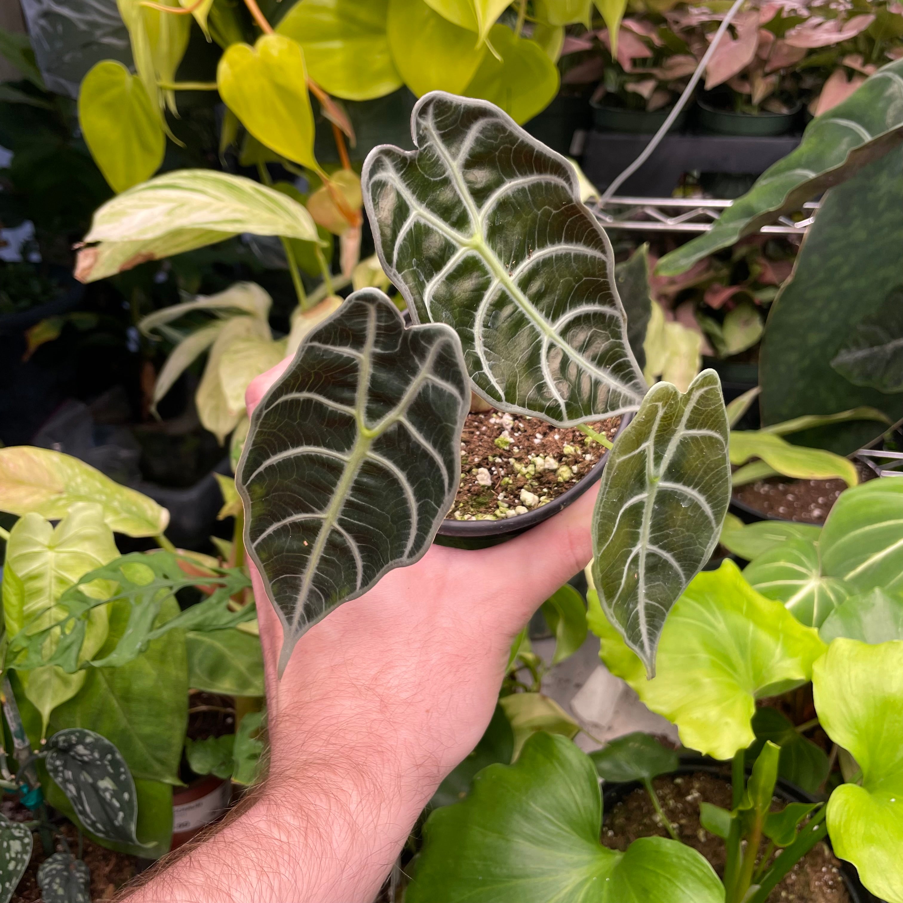 Alocasia Watsoniana