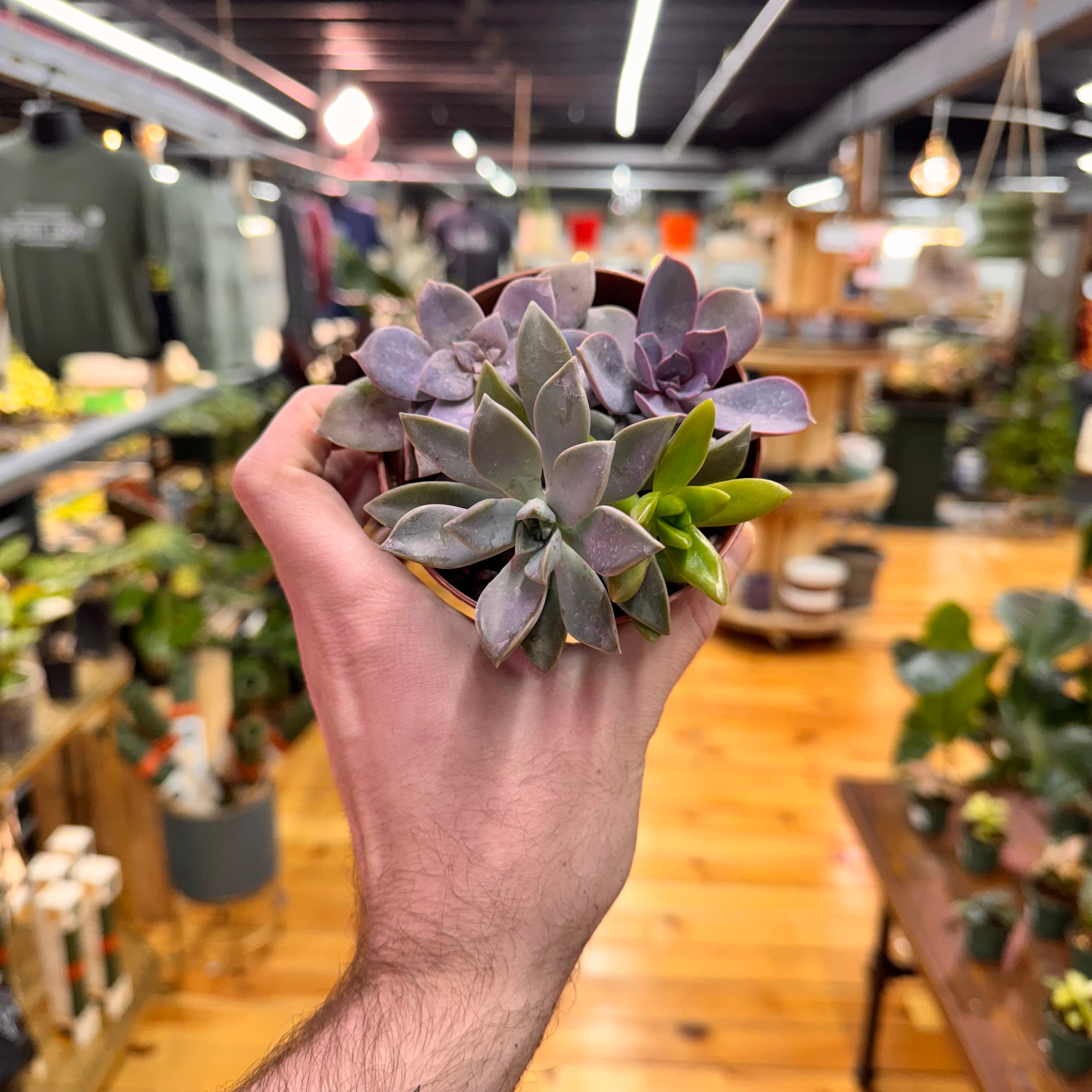 Succulent Combo
