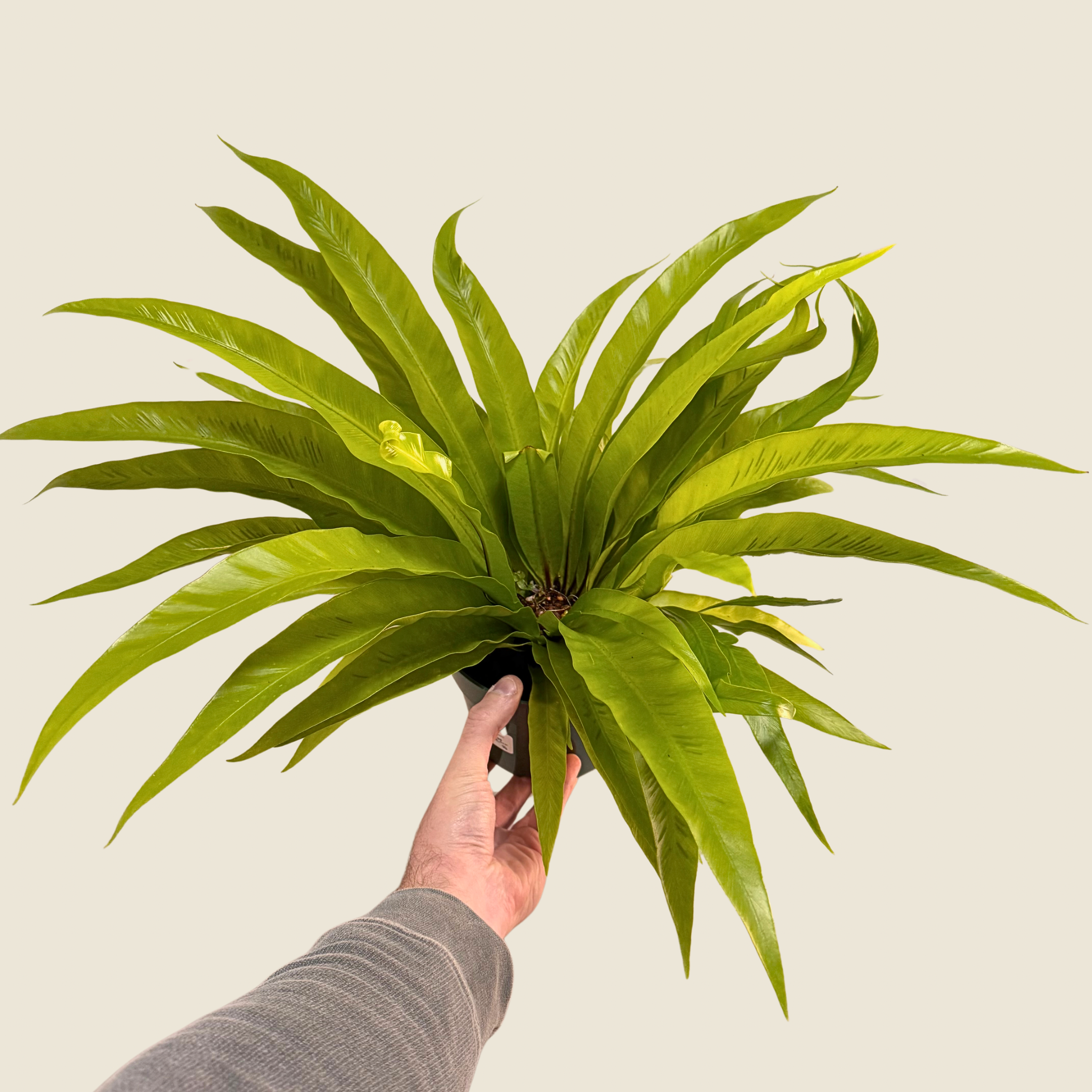 Fern Bird&