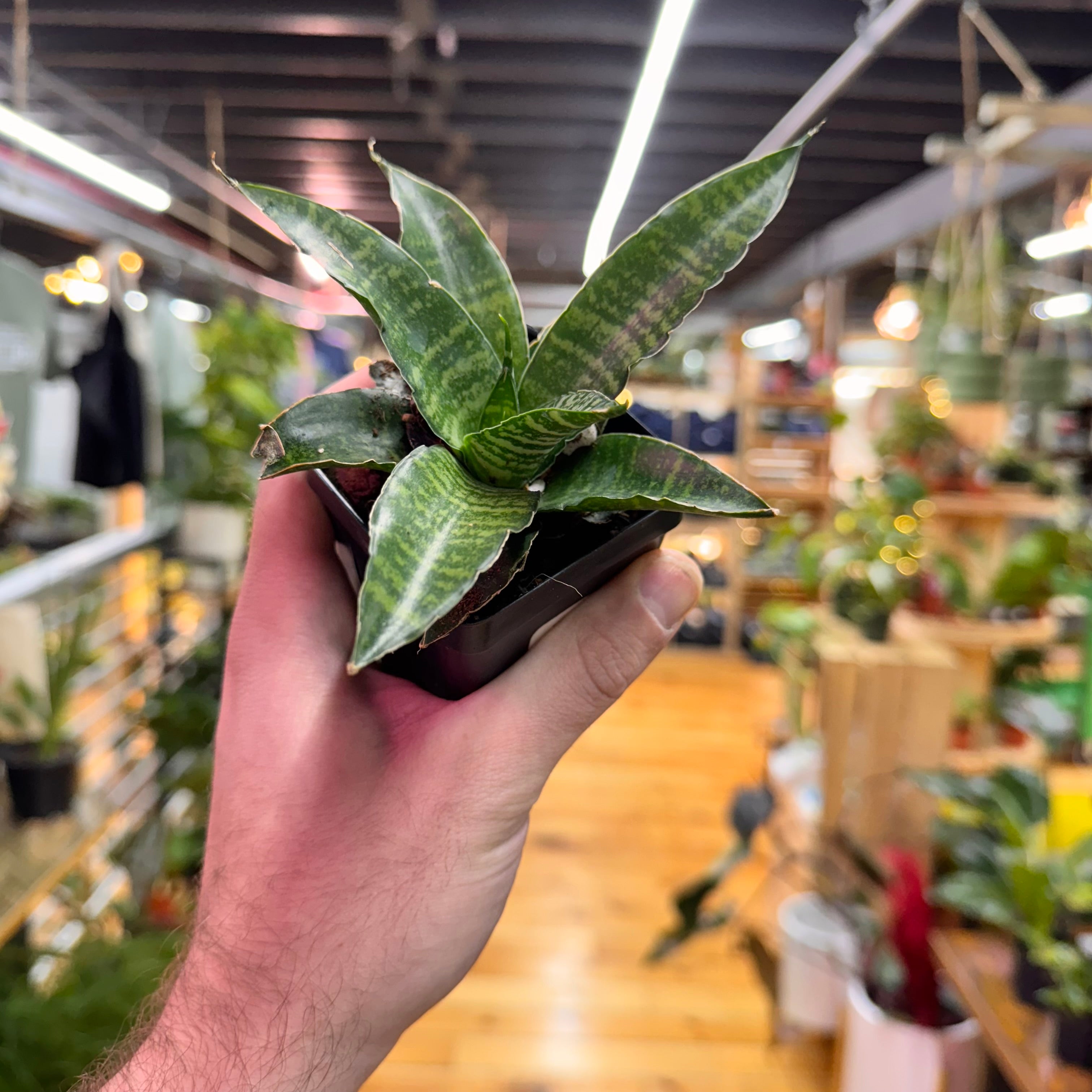 Sansevieria Star Ming