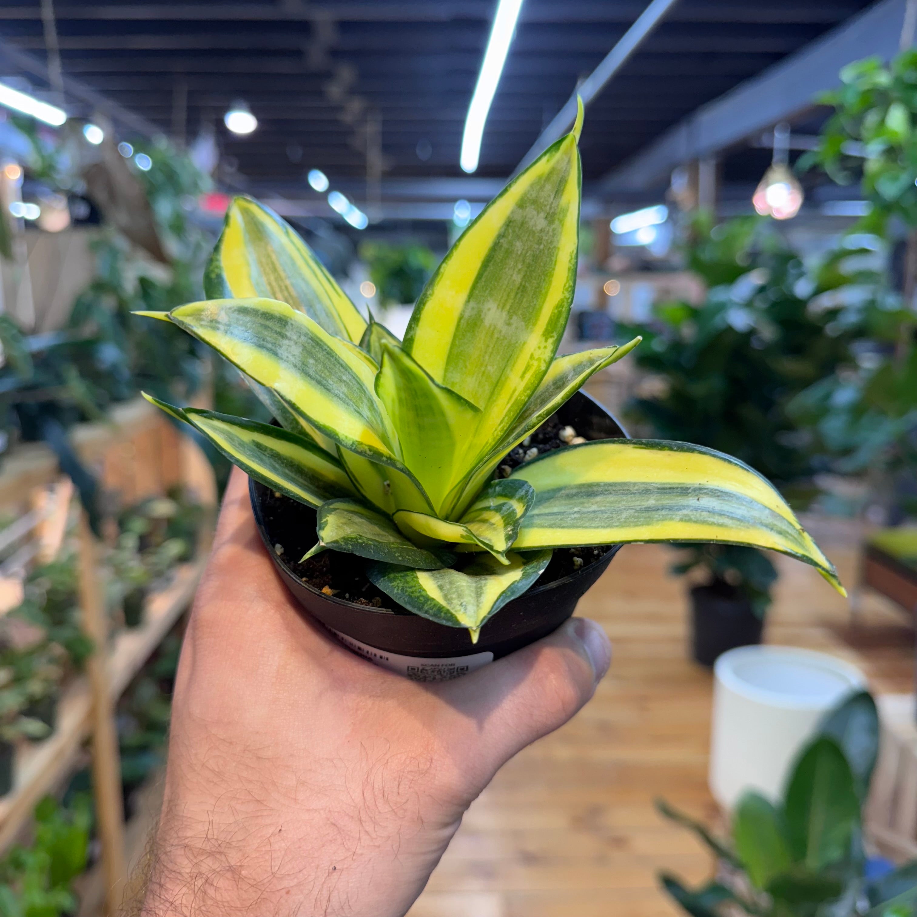 Sansevieria Golden Hahnii