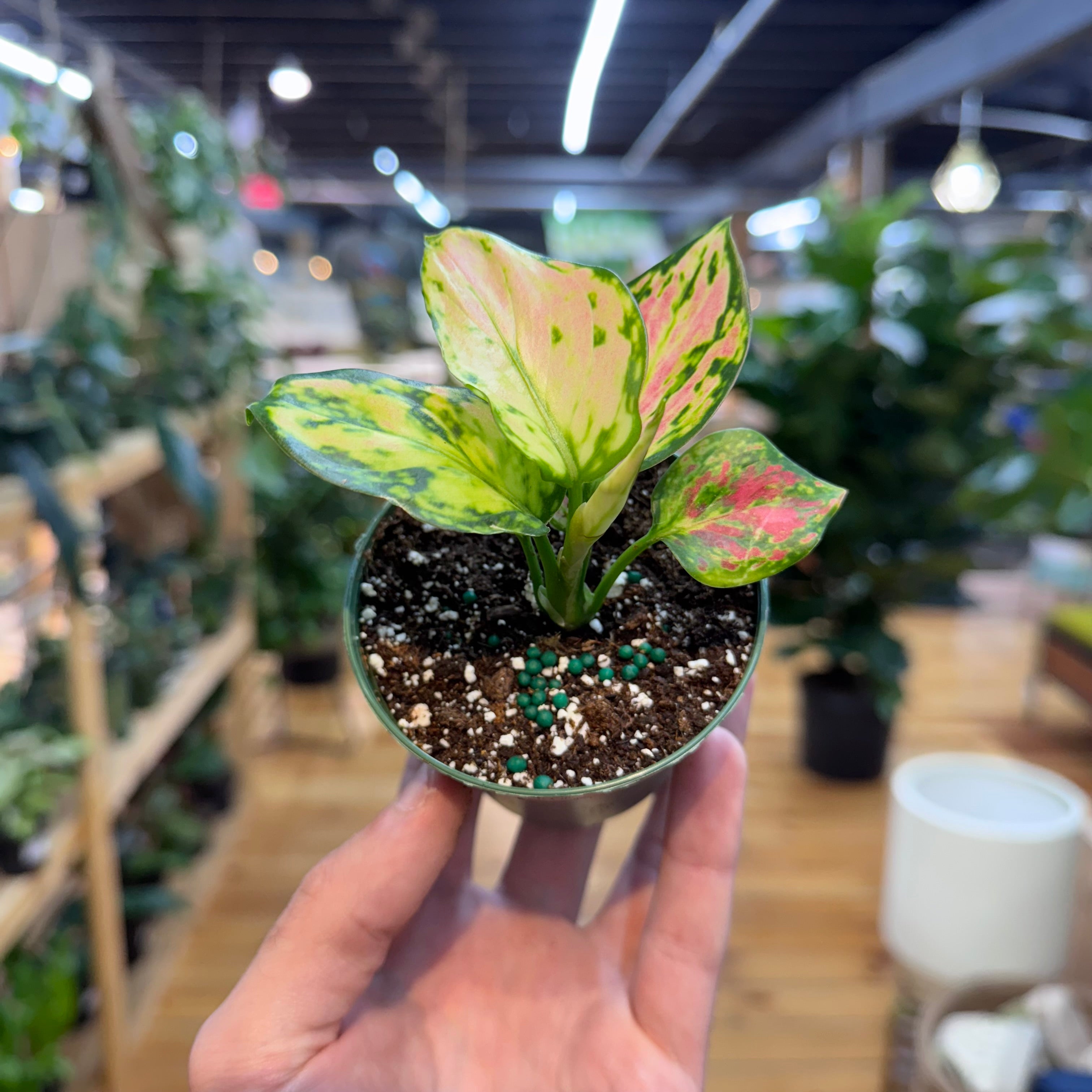 Aglaonema Red Zircon