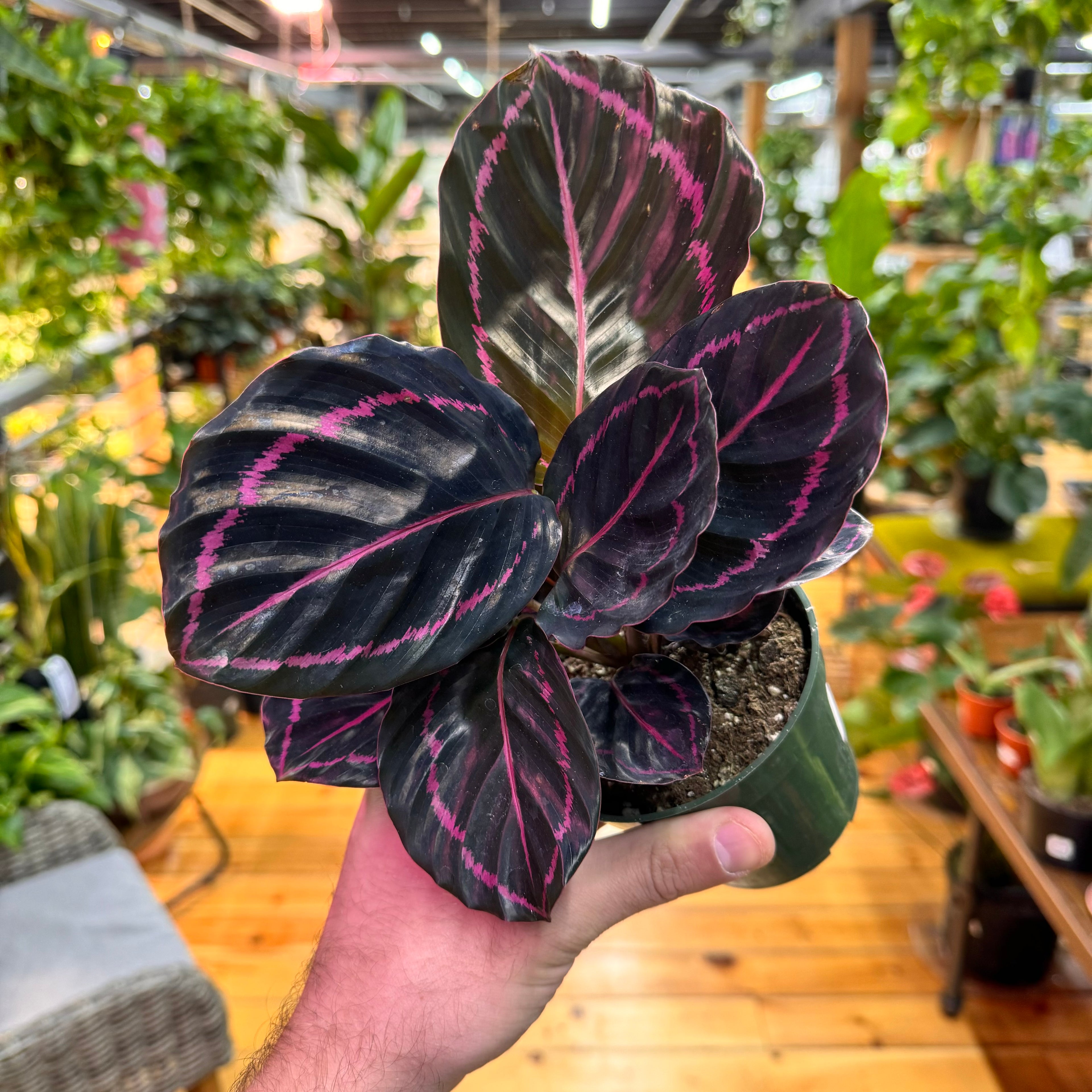 Calathea Dottie