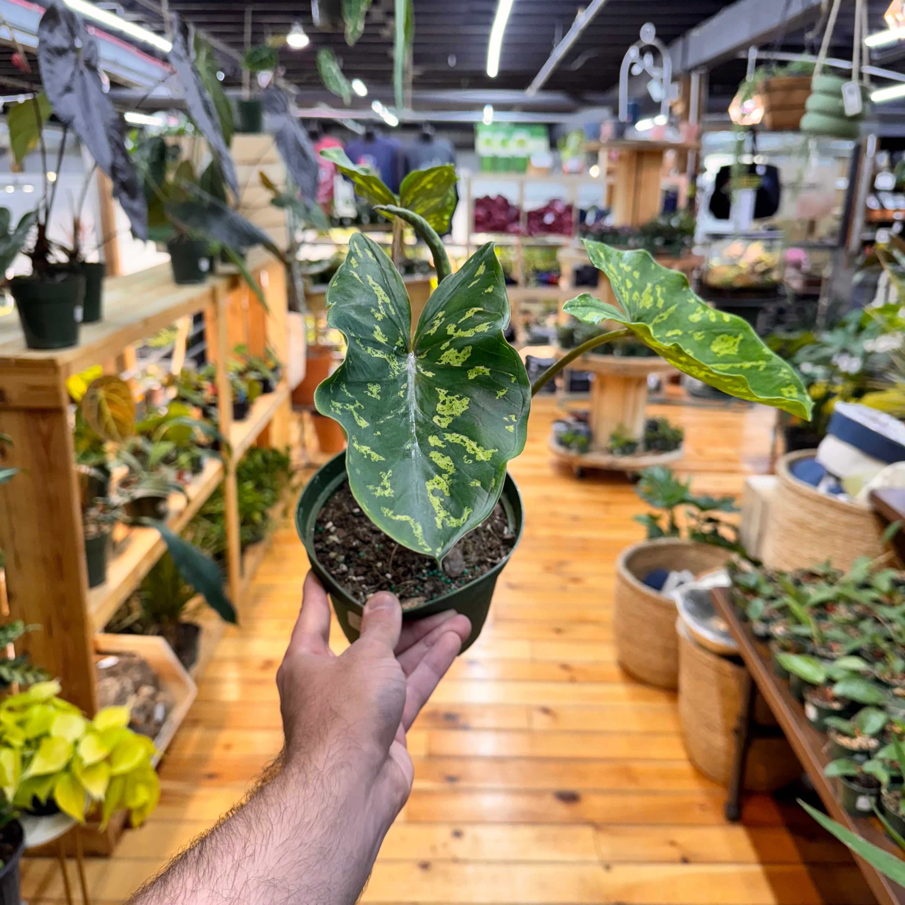 Alocasia Hilo Beauty
