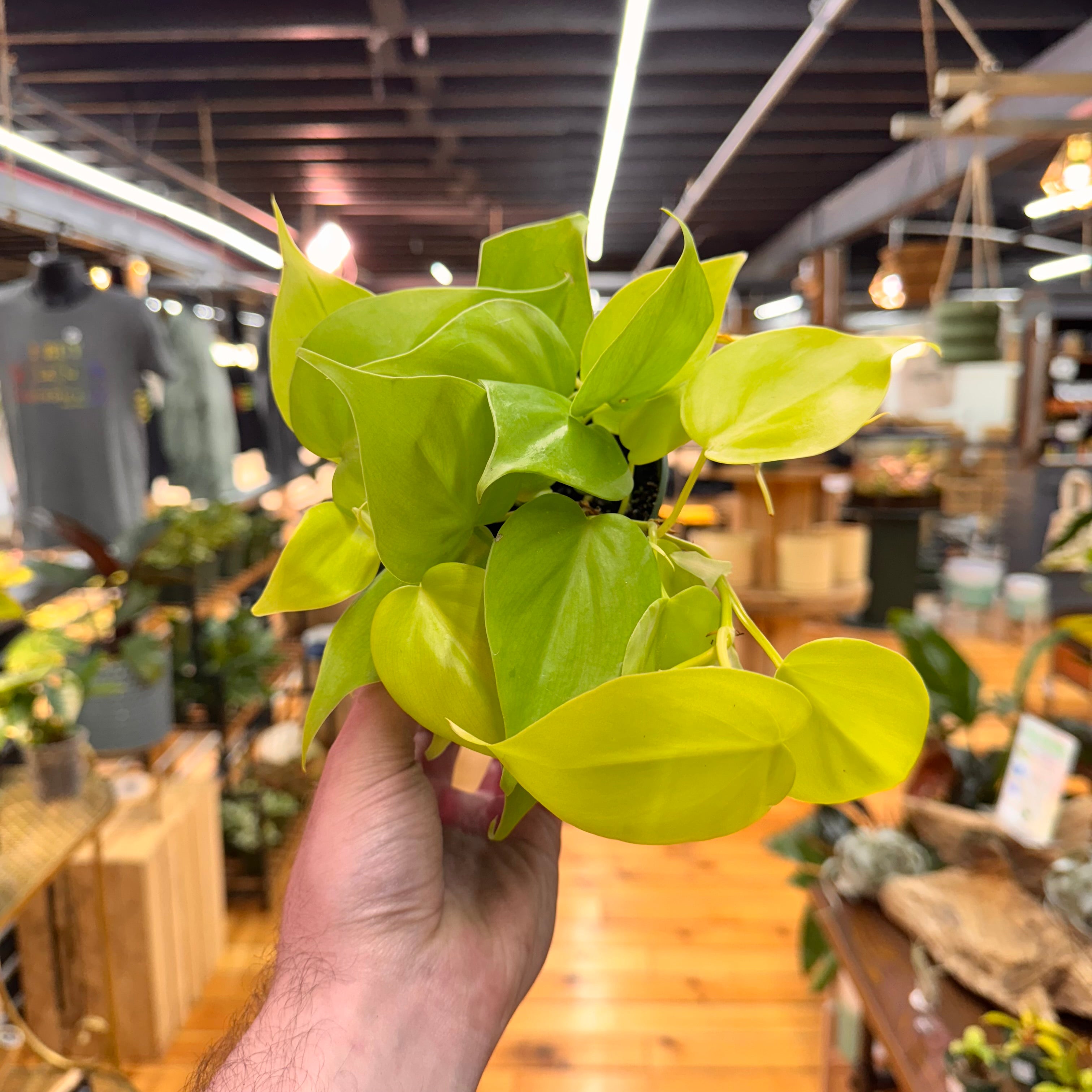 Philodendron Neon