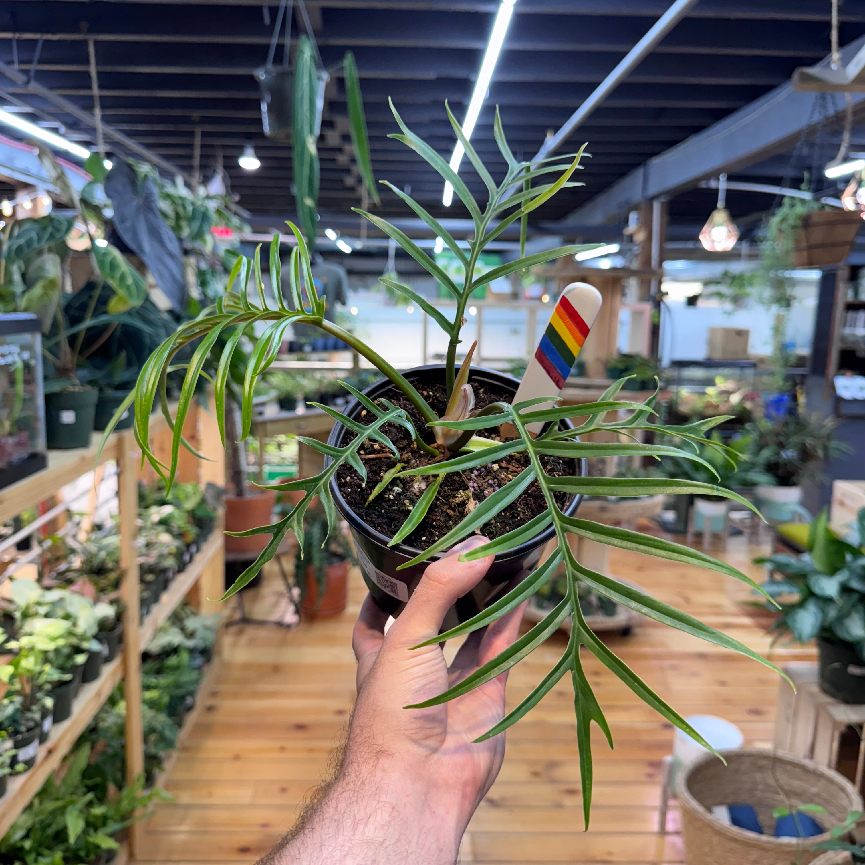Philodendron Tortum