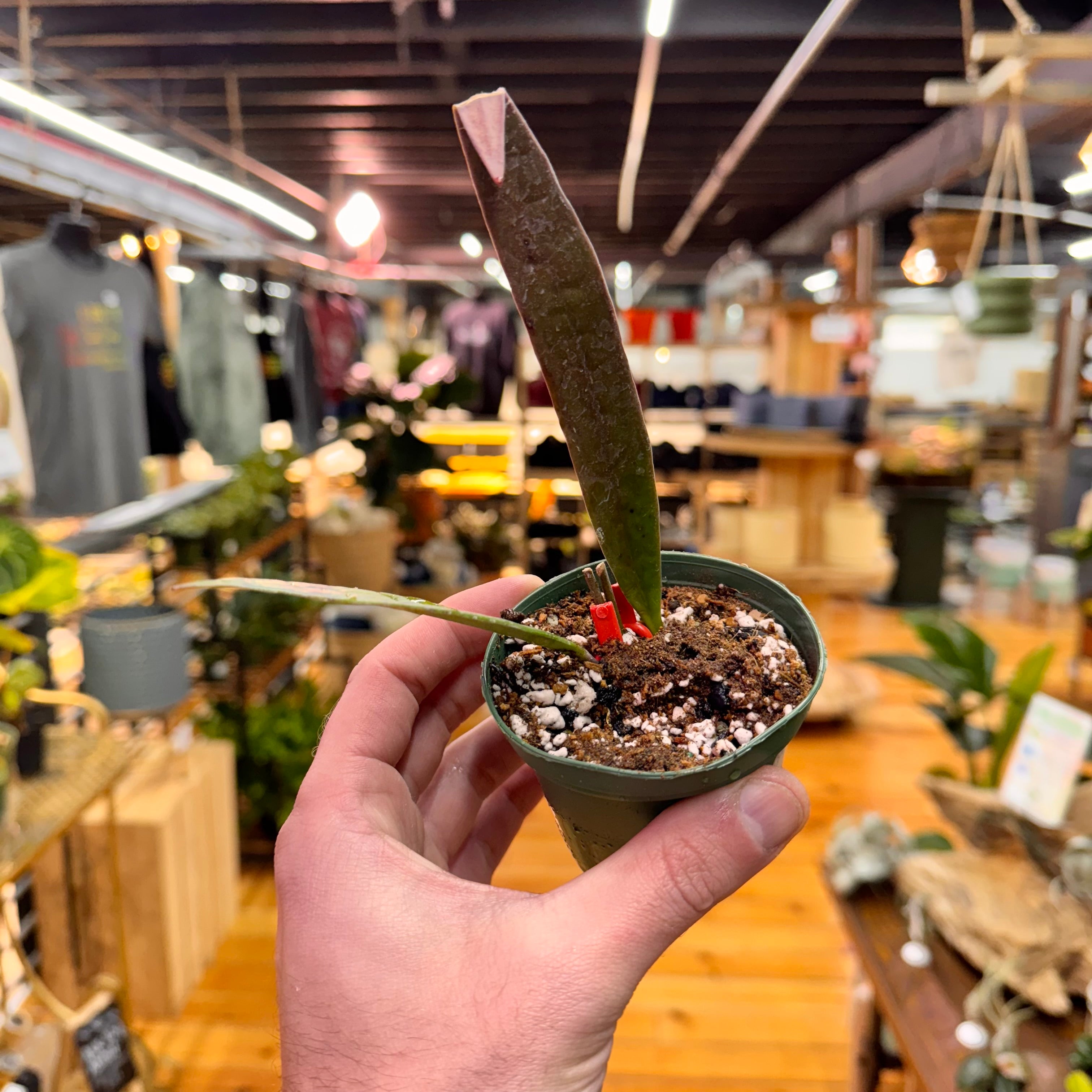 Hoya Sulawesiana