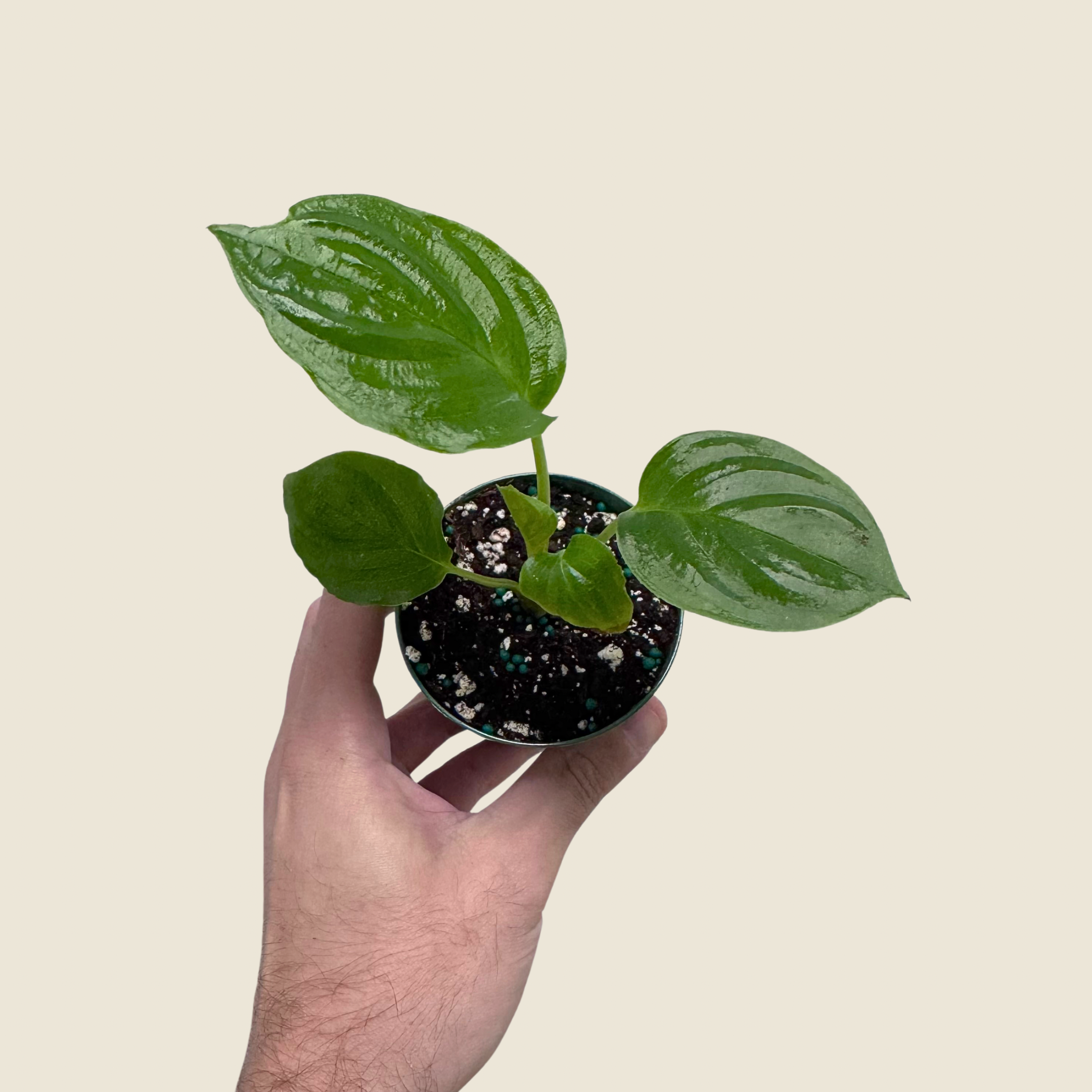 Hand holding a small potted plant with a plain background