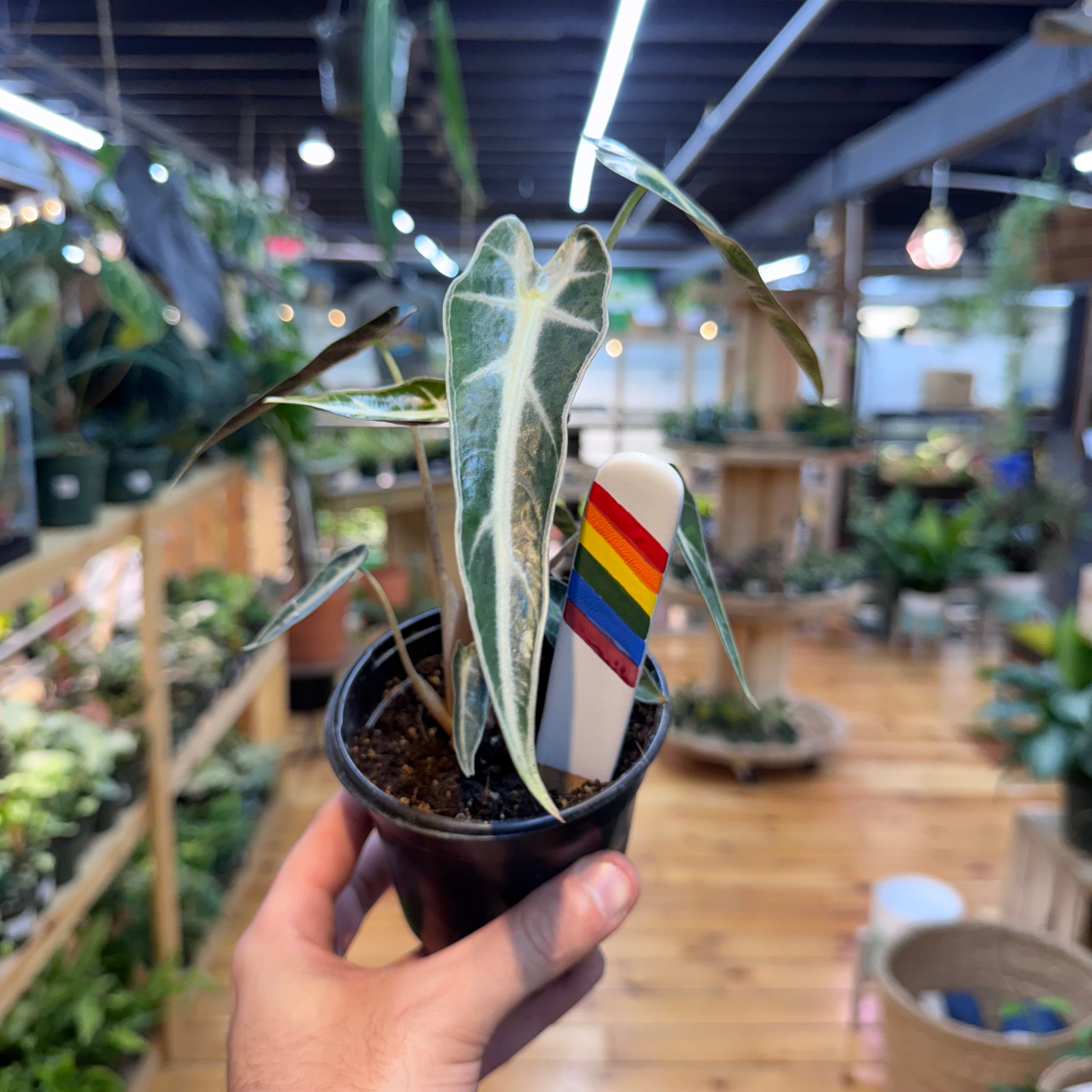 Alocasia Bambino