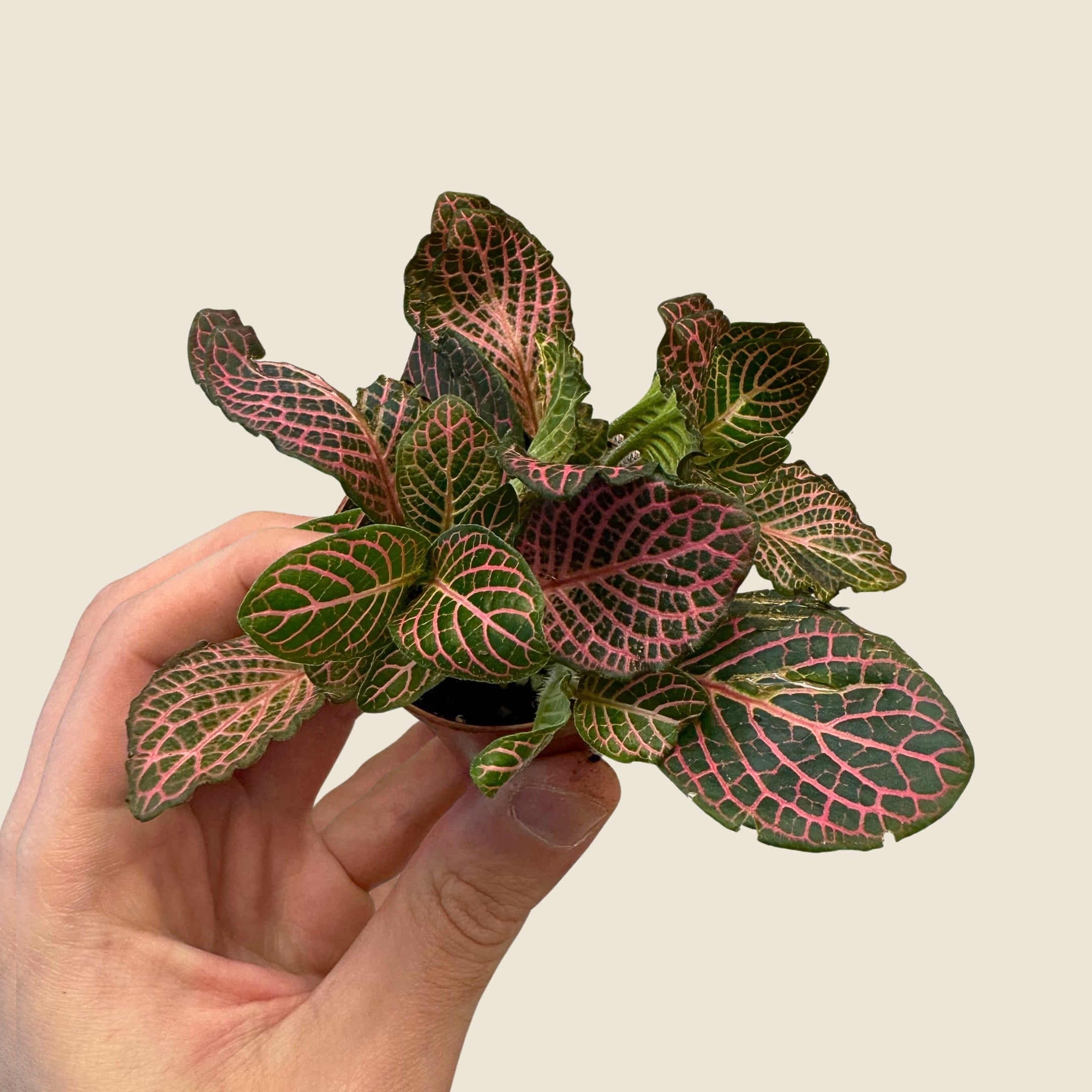 2" Mini Assorted Plants