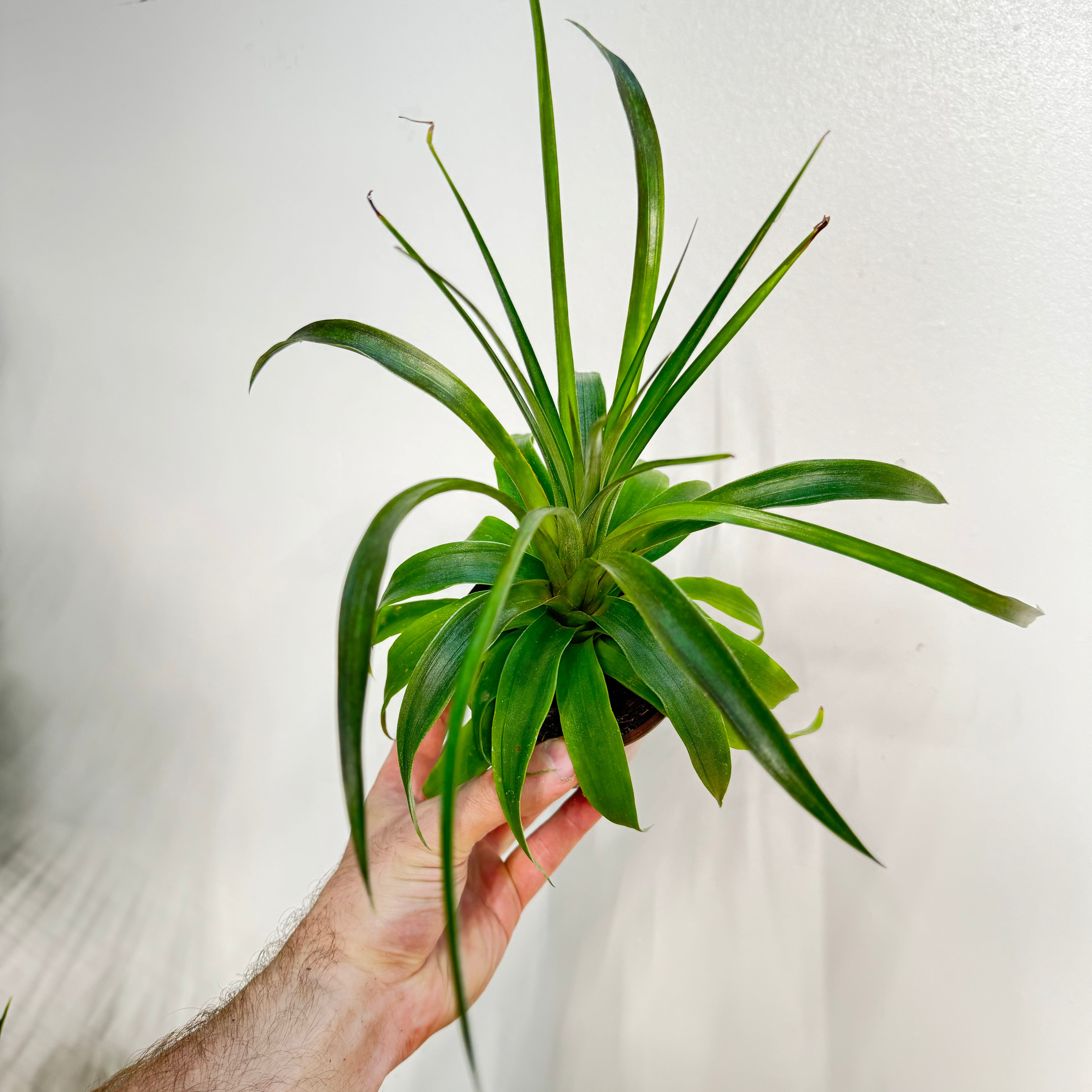 Ananas Mi Amigo