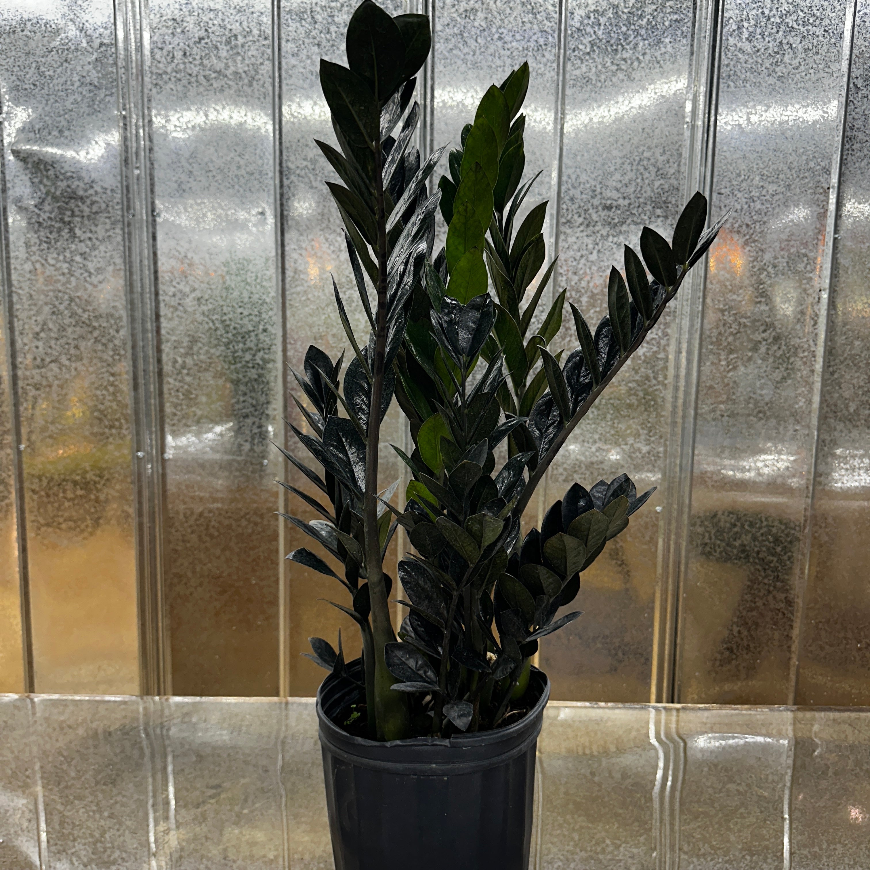 Zamioculas Zamiifolia &