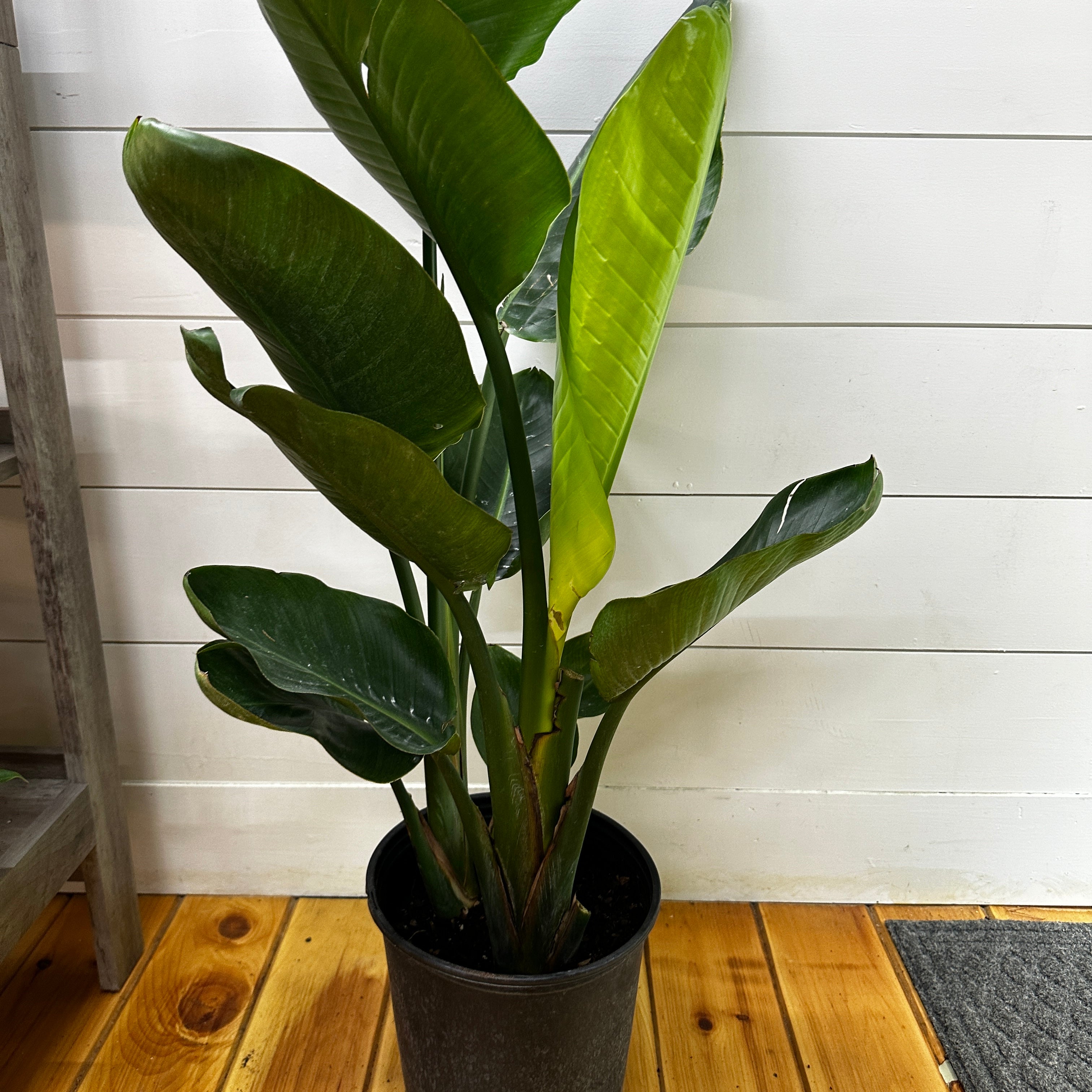 Bird of Paradise White