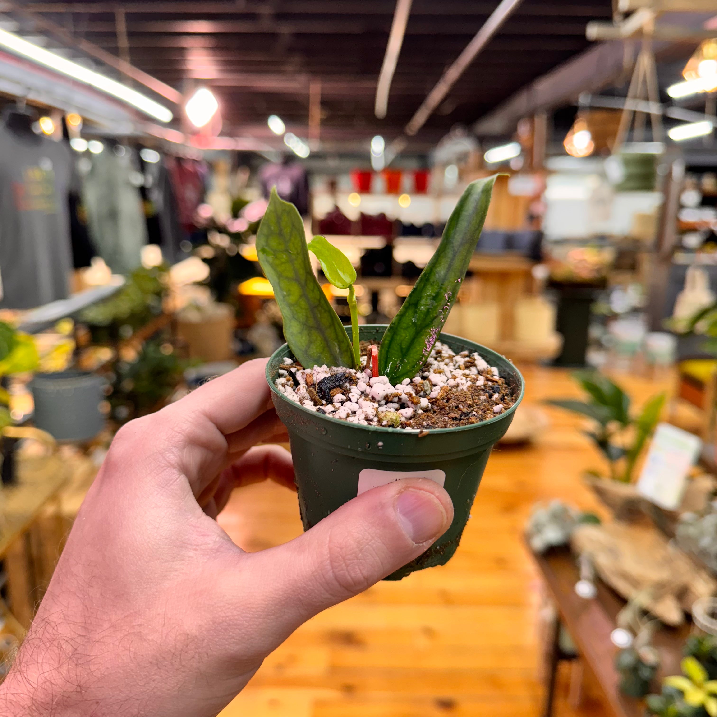 Hoya Pandurata