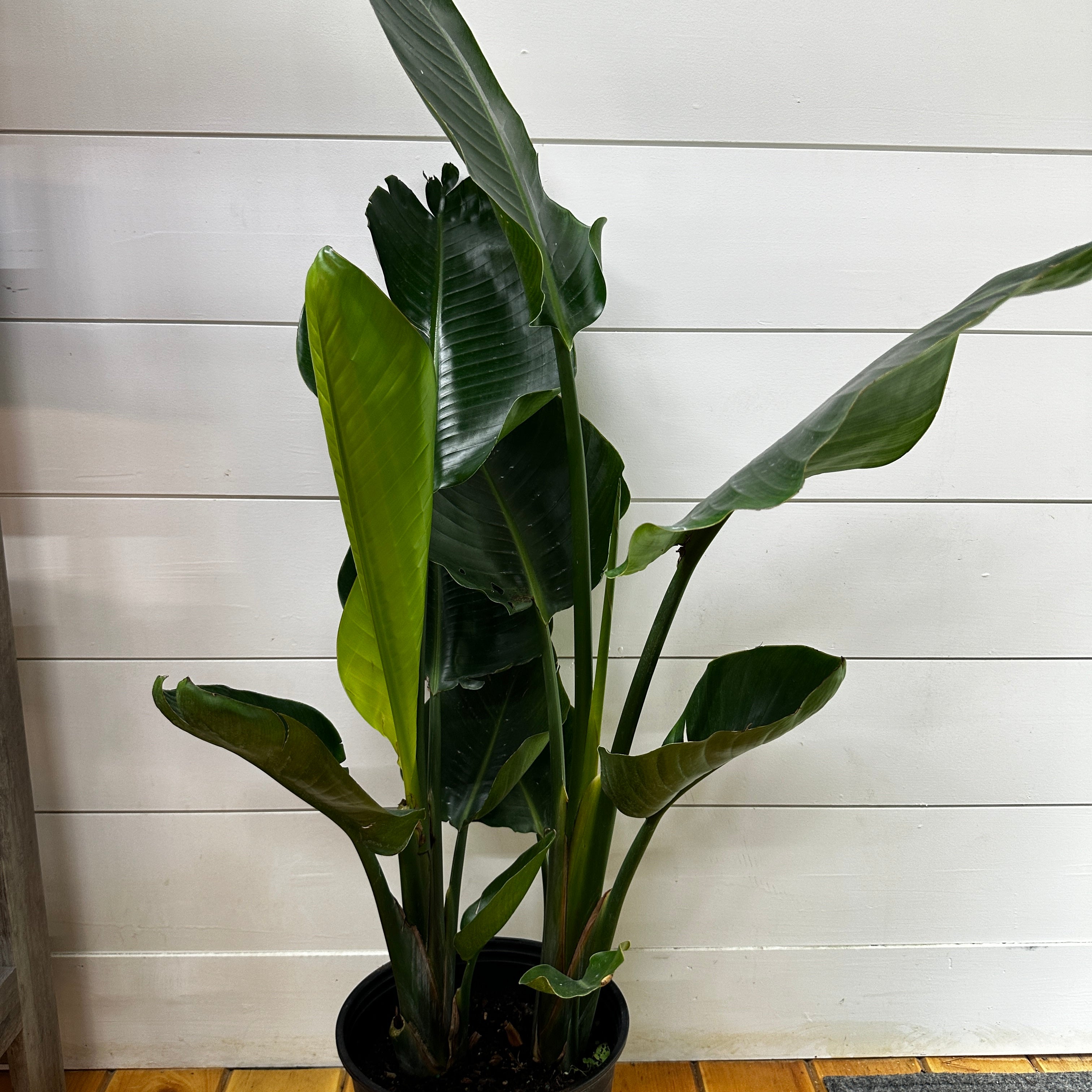 Bird of Paradise White