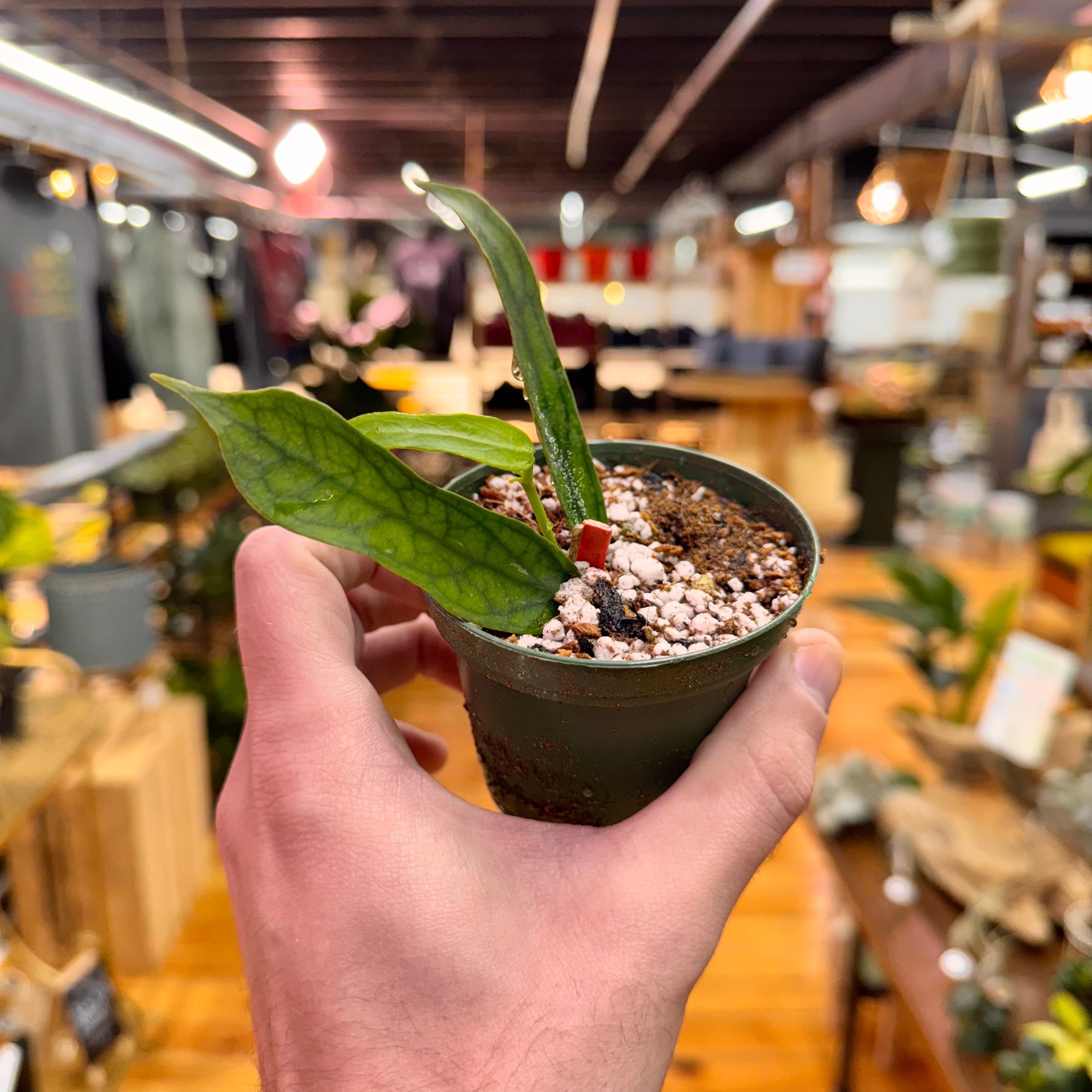 Hoya Pandurata