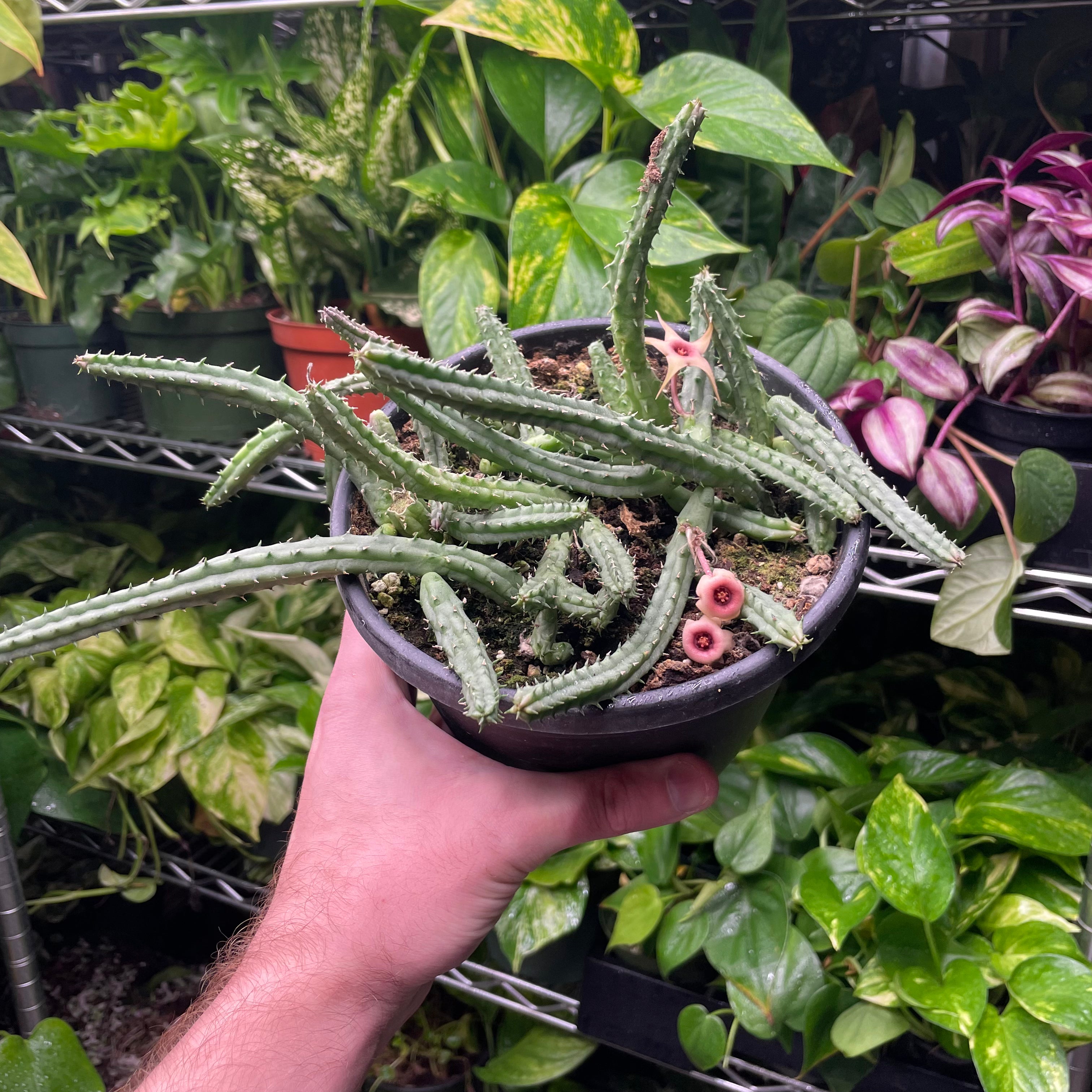 Huernia Schneideriana