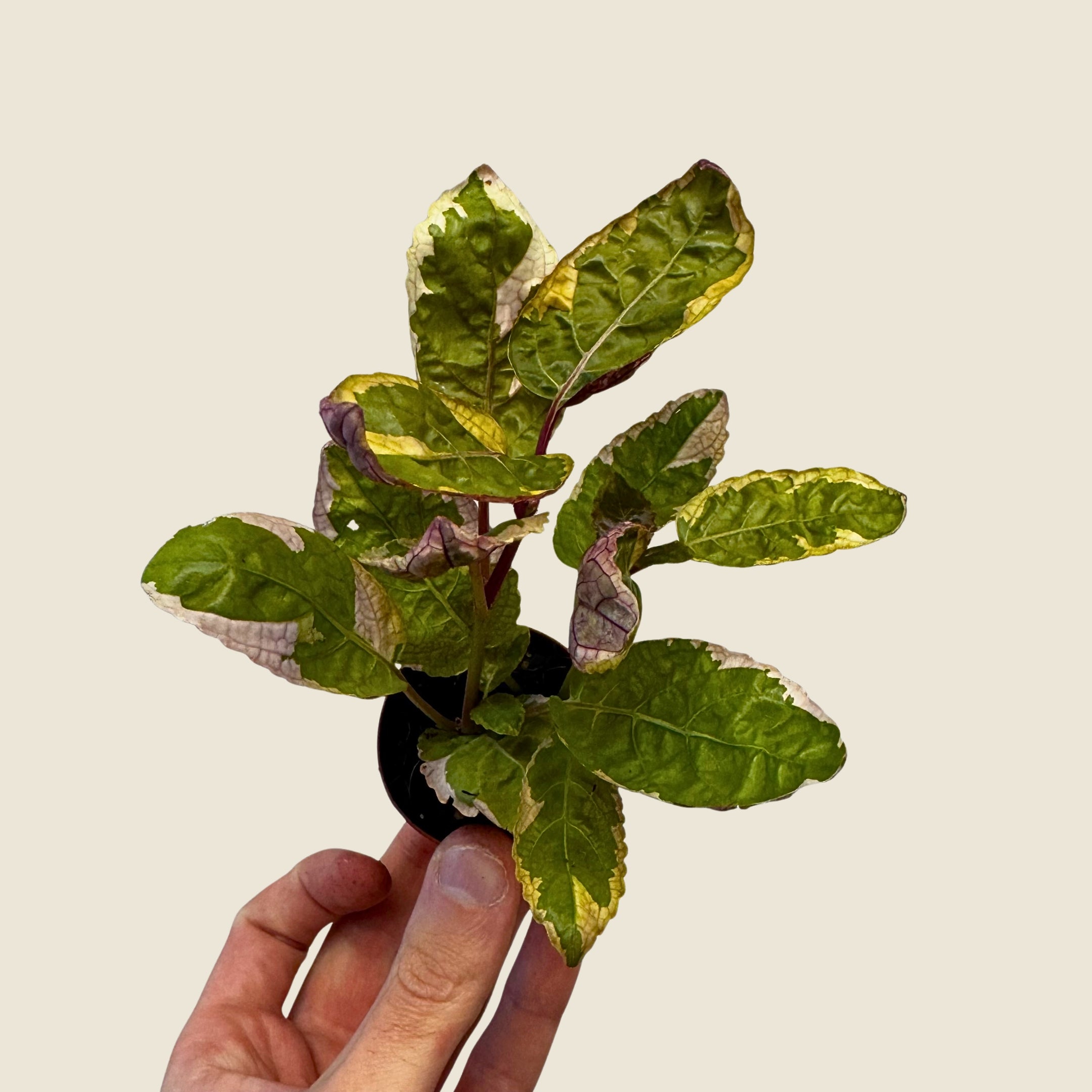 2" Mini Assorted Plants