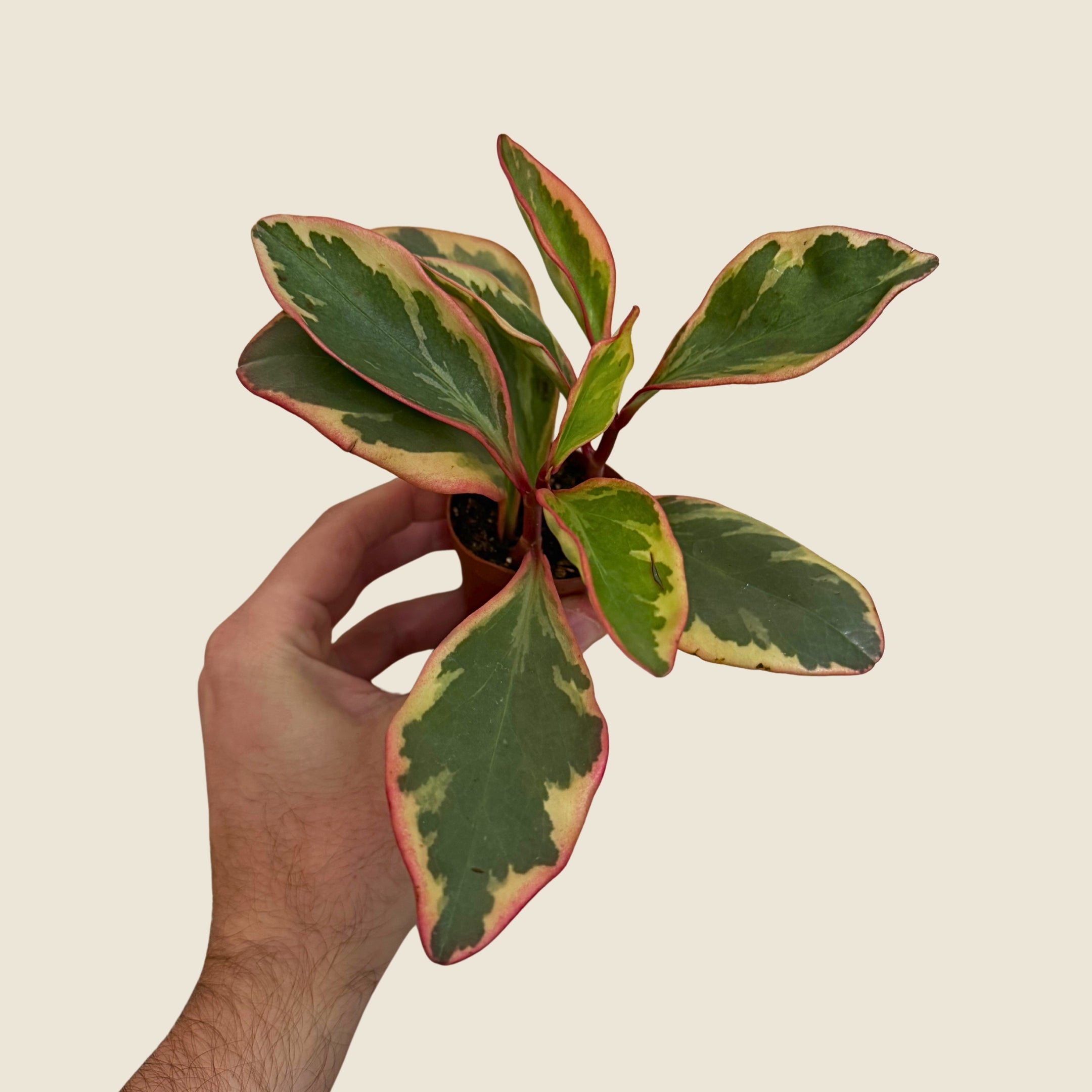 2" Mini Assorted Plants