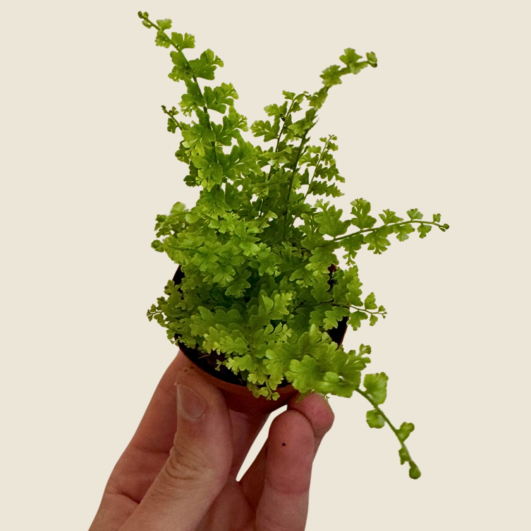 2" Mini Assorted Plants