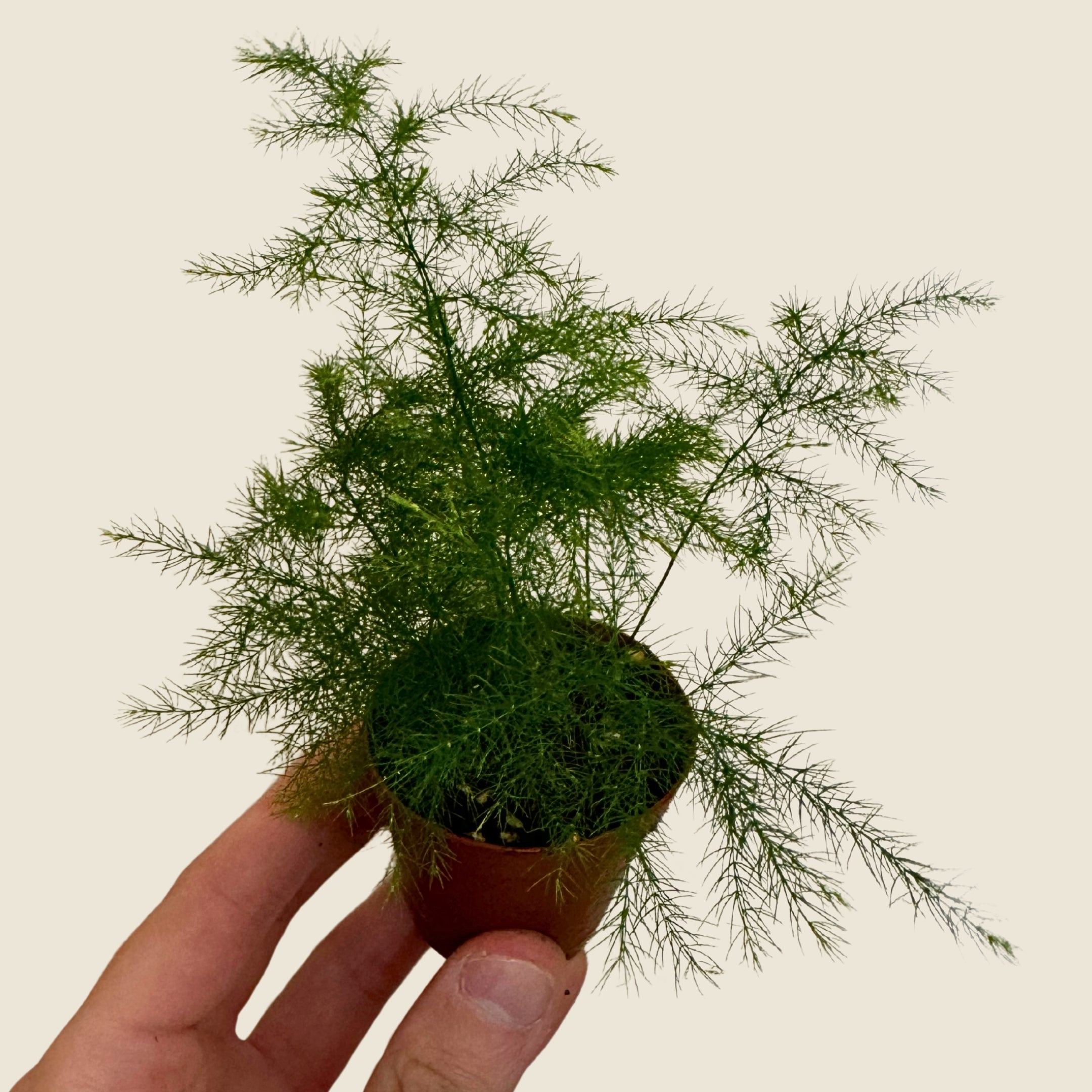 2" Mini Assorted Plants