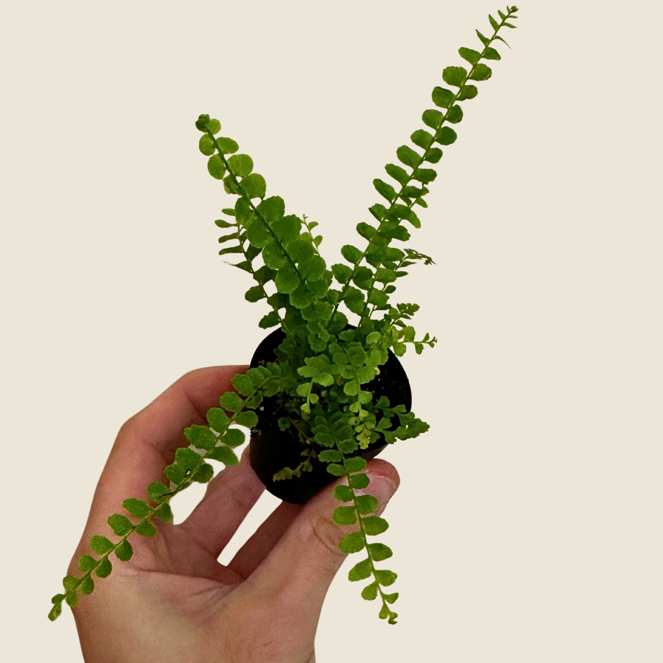 2" Mini Assorted Plants