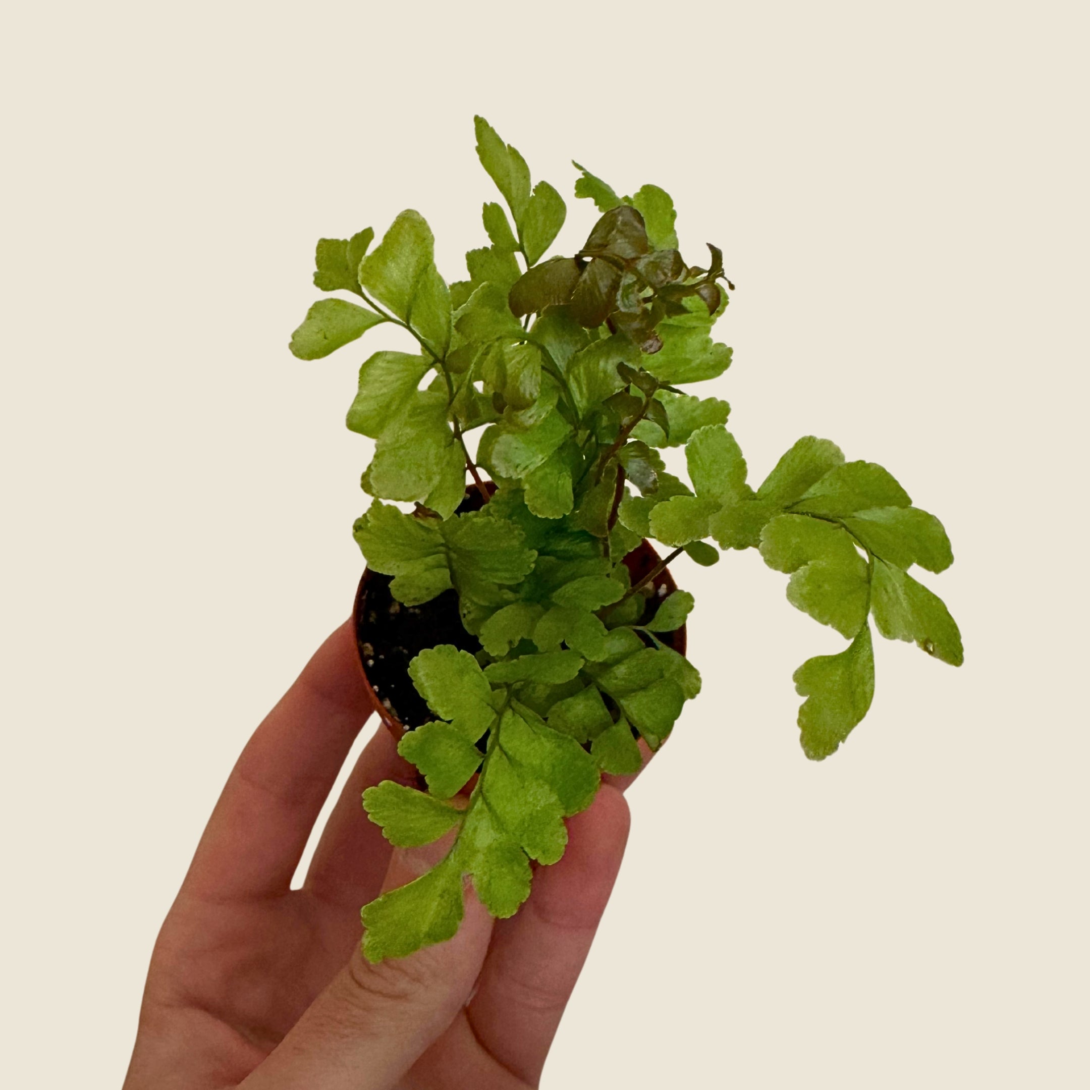 2" Mini Assorted Plants