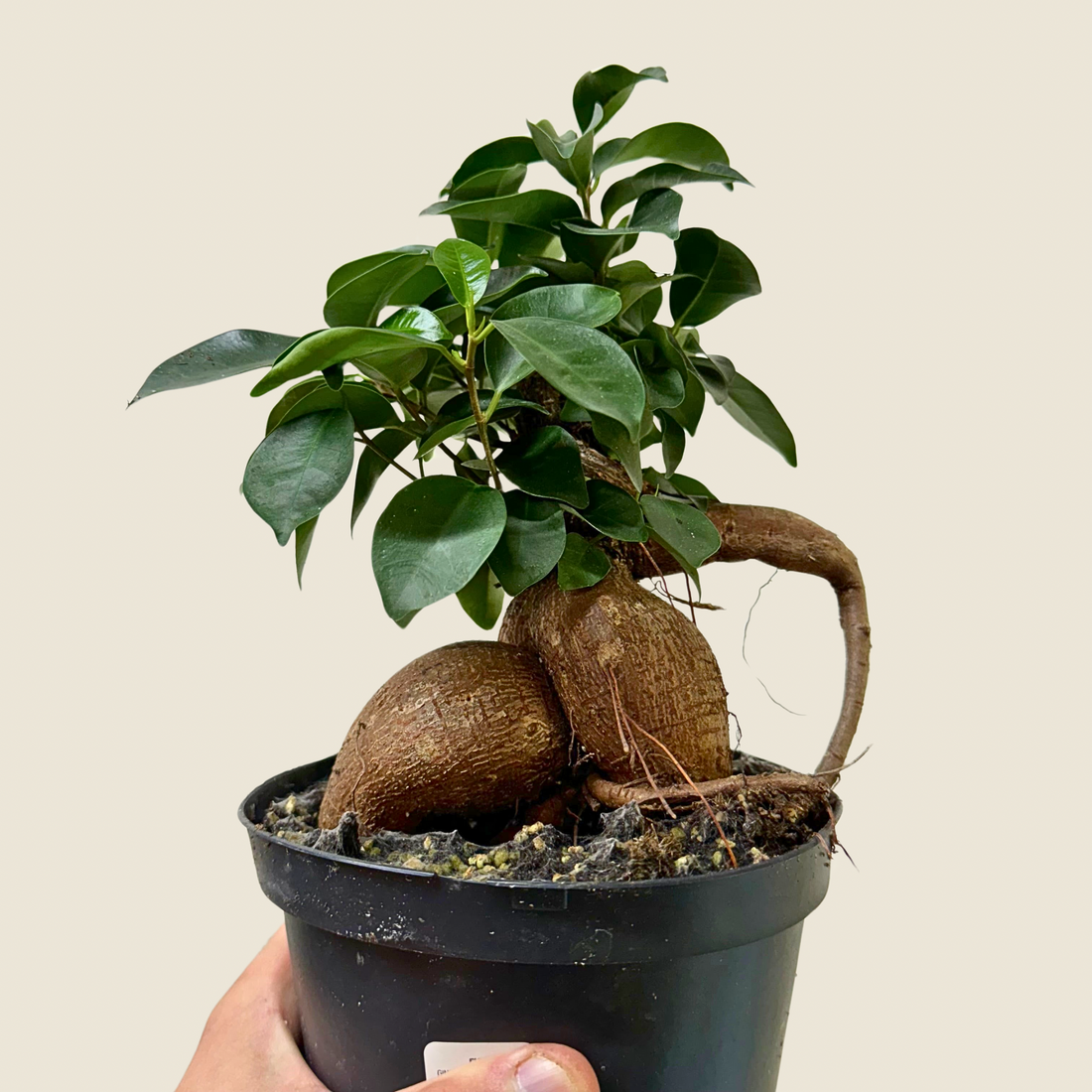 6" Ficus Ginseng