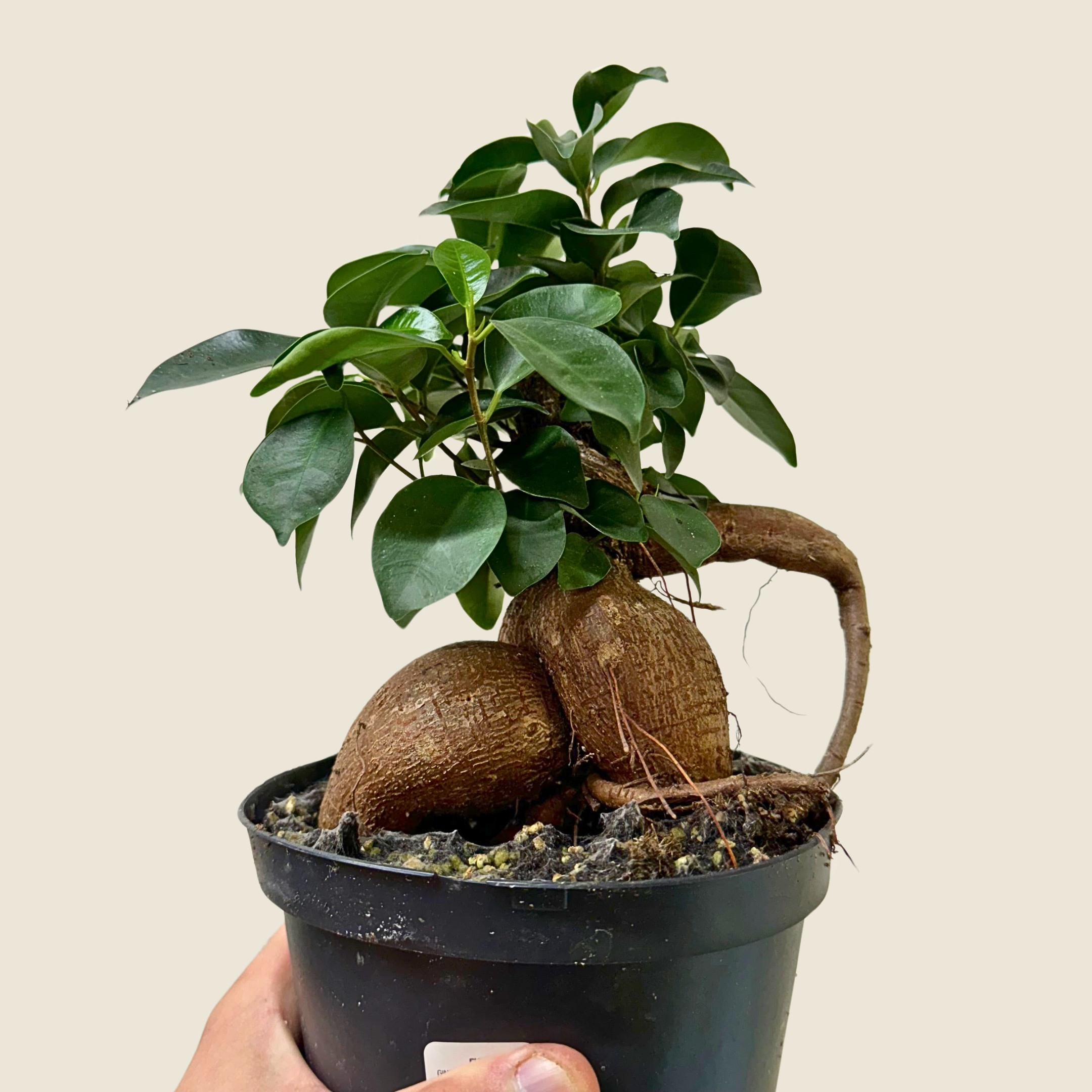 6" Ficus Ginseng