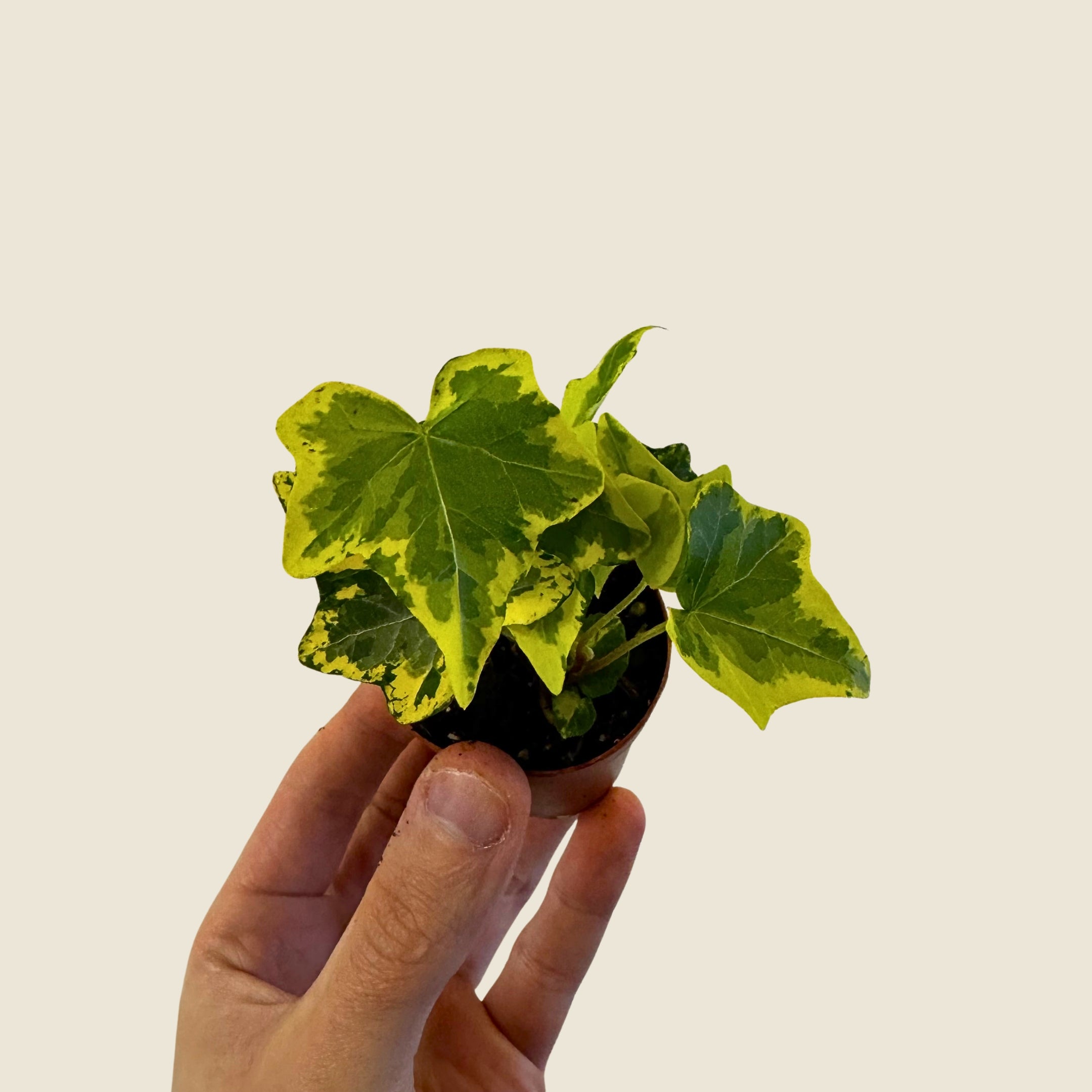 2" Mini Assorted Plants