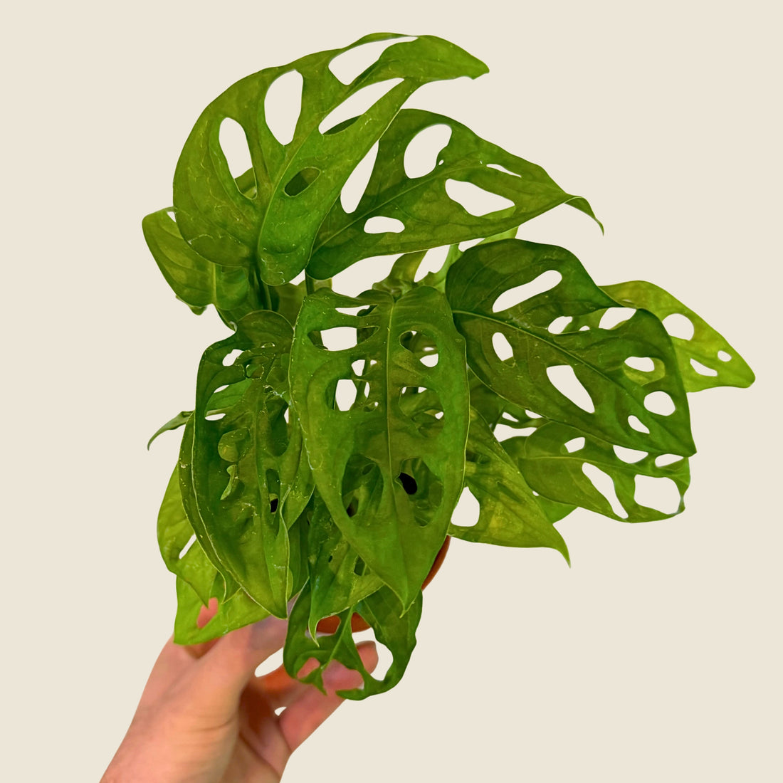 4" Monstera Adansonii &
