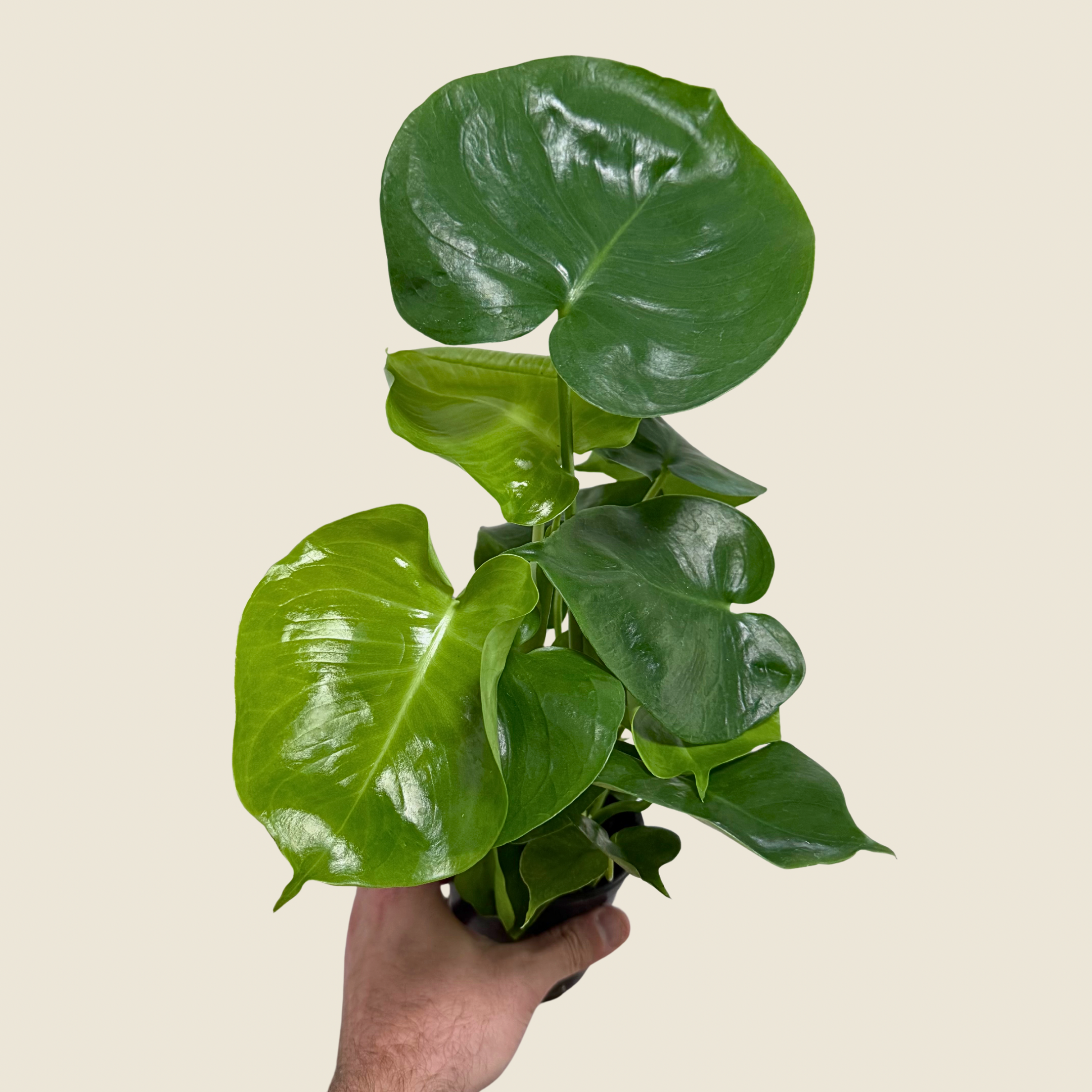 4" Monstera Deliciosa
