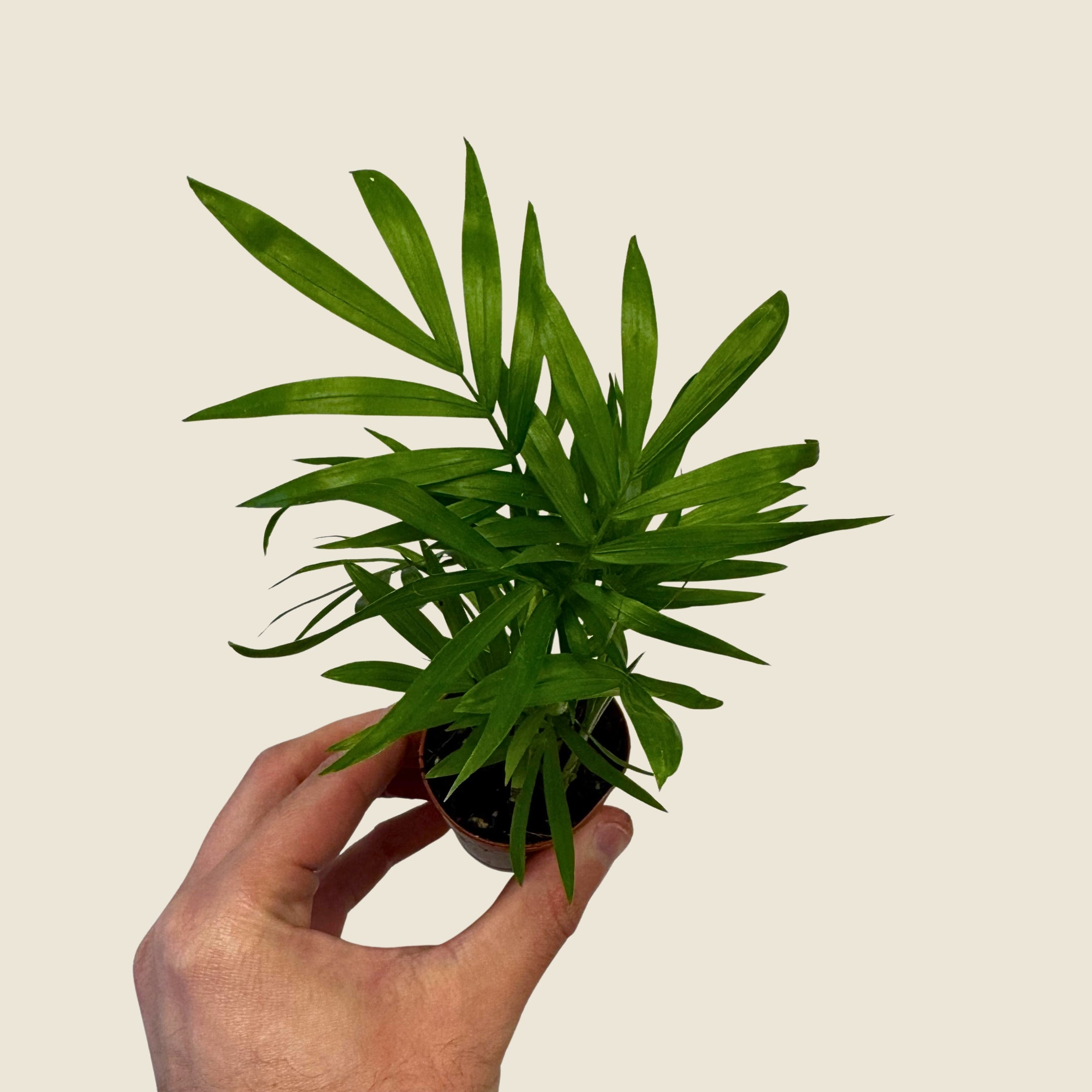 2" Mini Assorted Plants