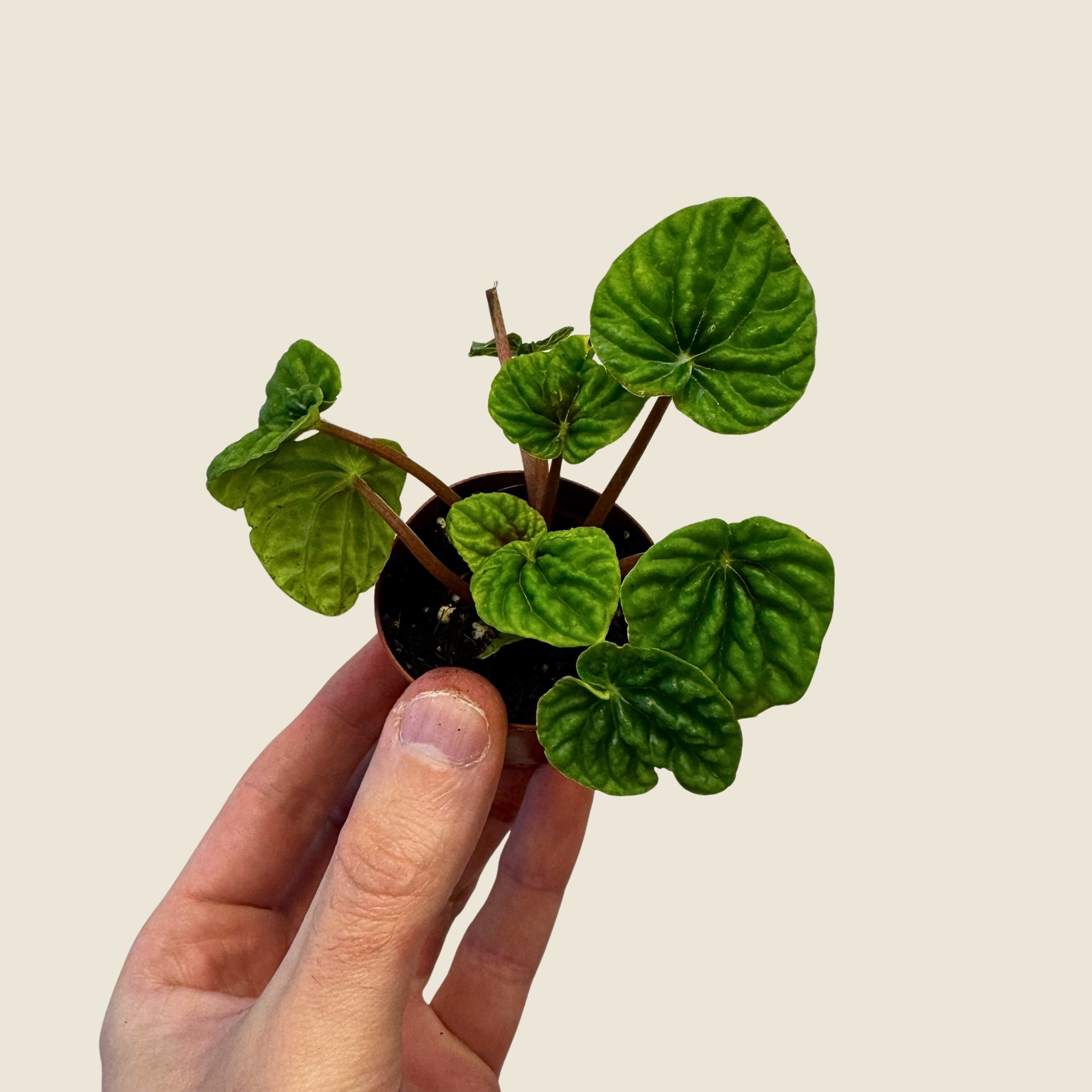 2" Mini Assorted Plants