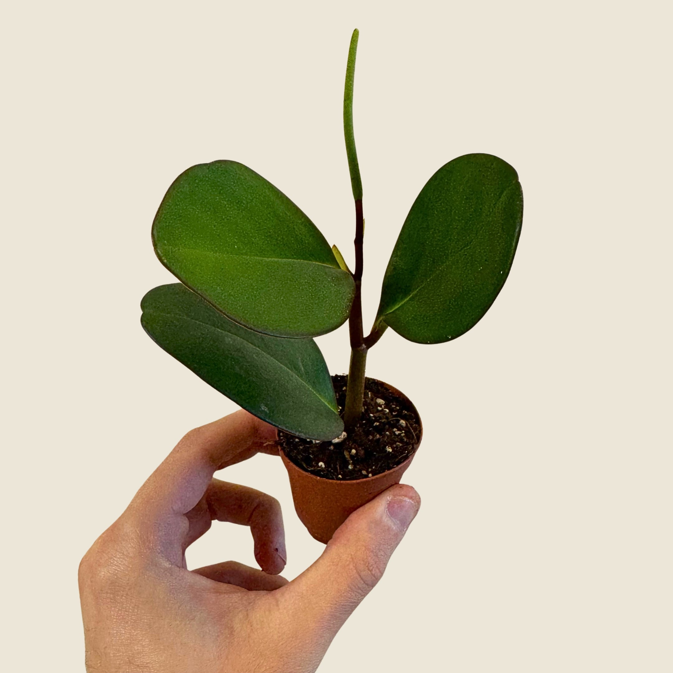 2" Mini Assorted Plants