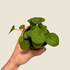 Hand holding a Peperomia Rana Verde in a pot