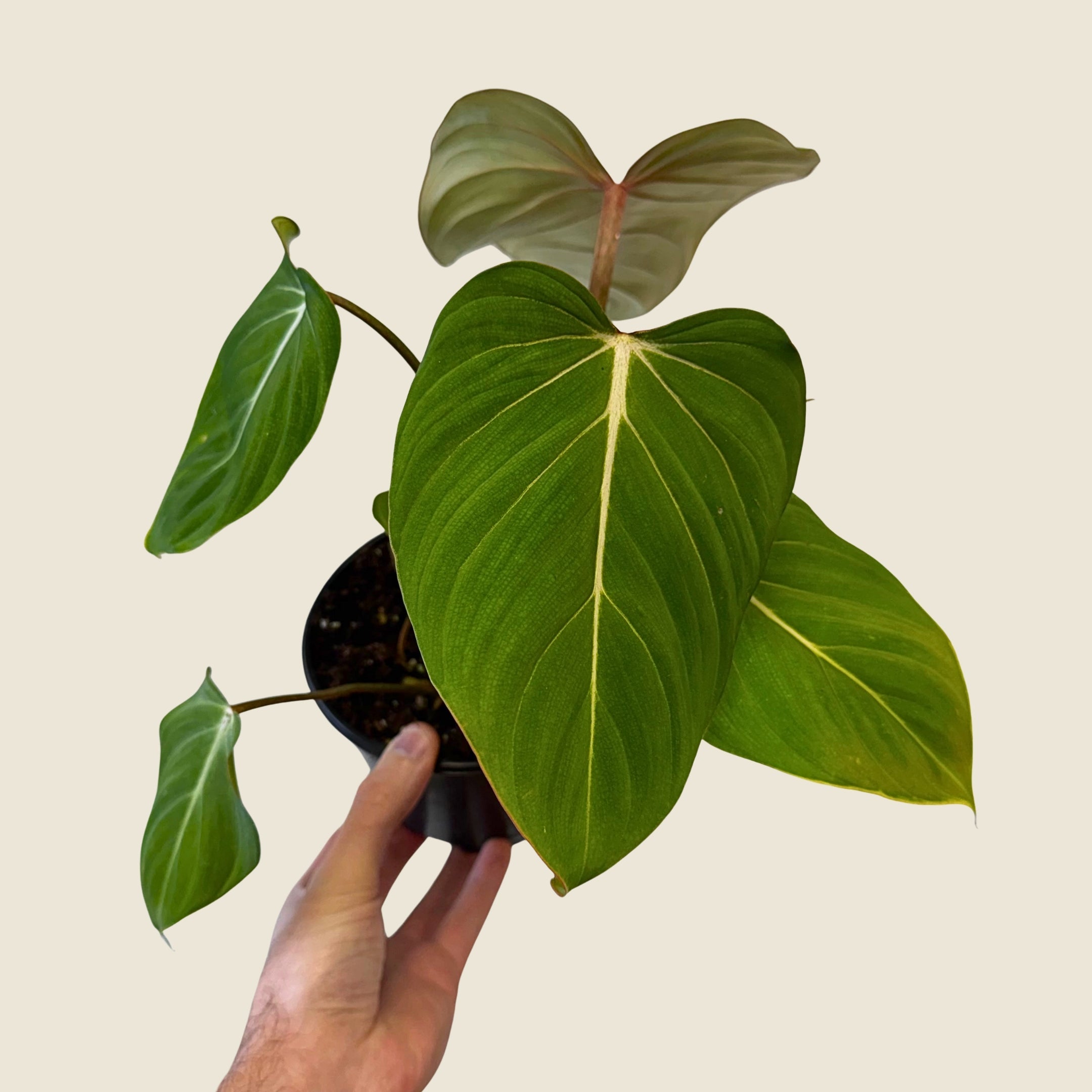6" Philodendron Gloriosum