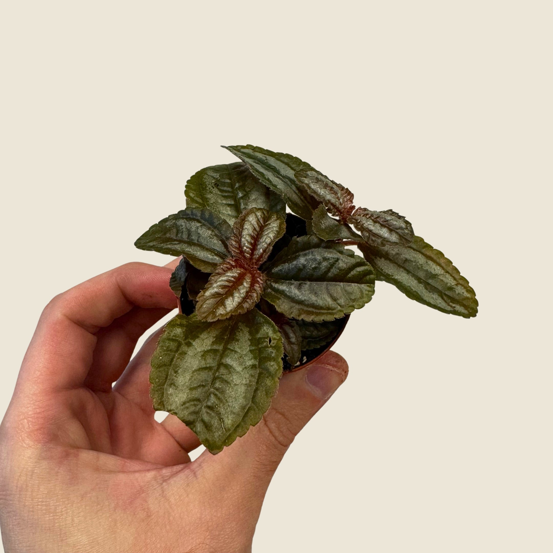 2" Mini Assorted Plants